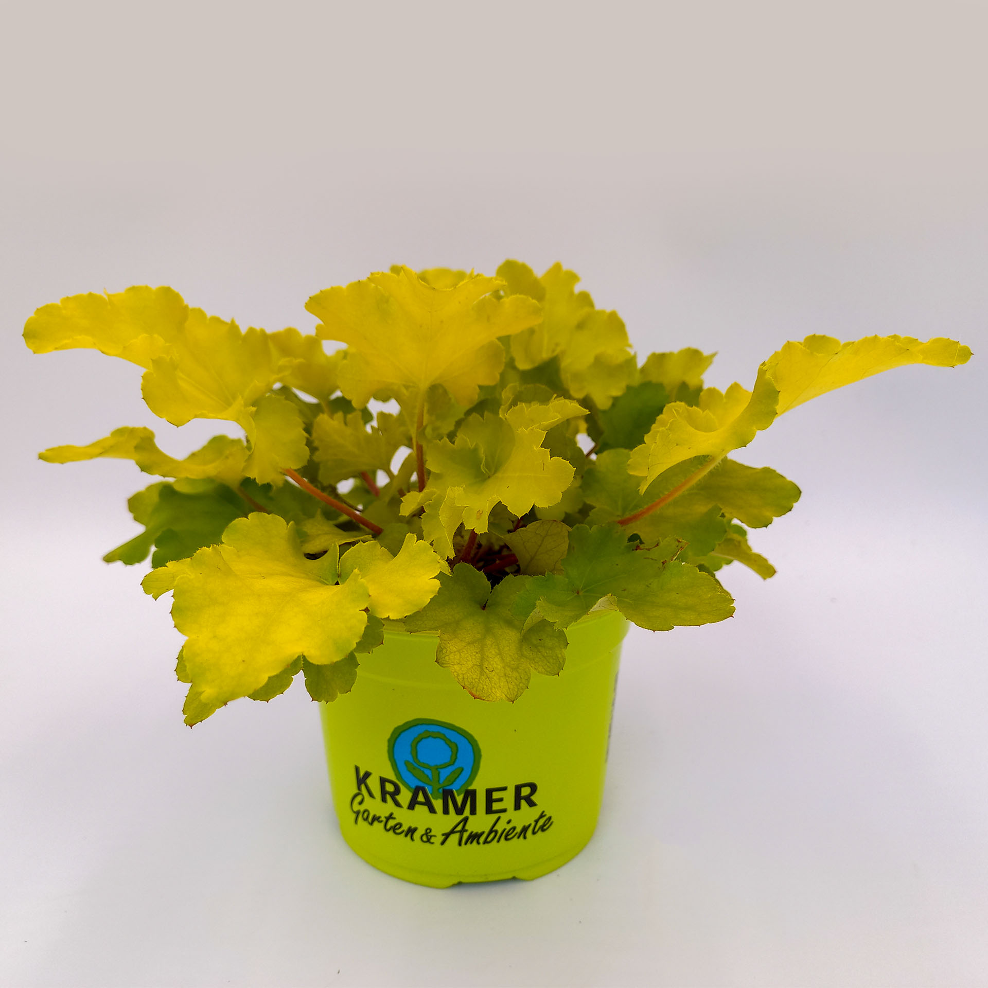 Purpurglöckchen Lime Marmalade Sonnenstaude Herbstbepflanzung