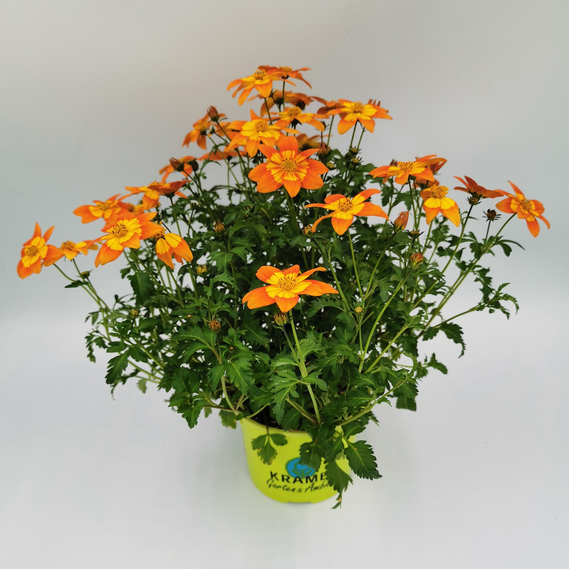 Bidens Bidy Boom Fireside orange
