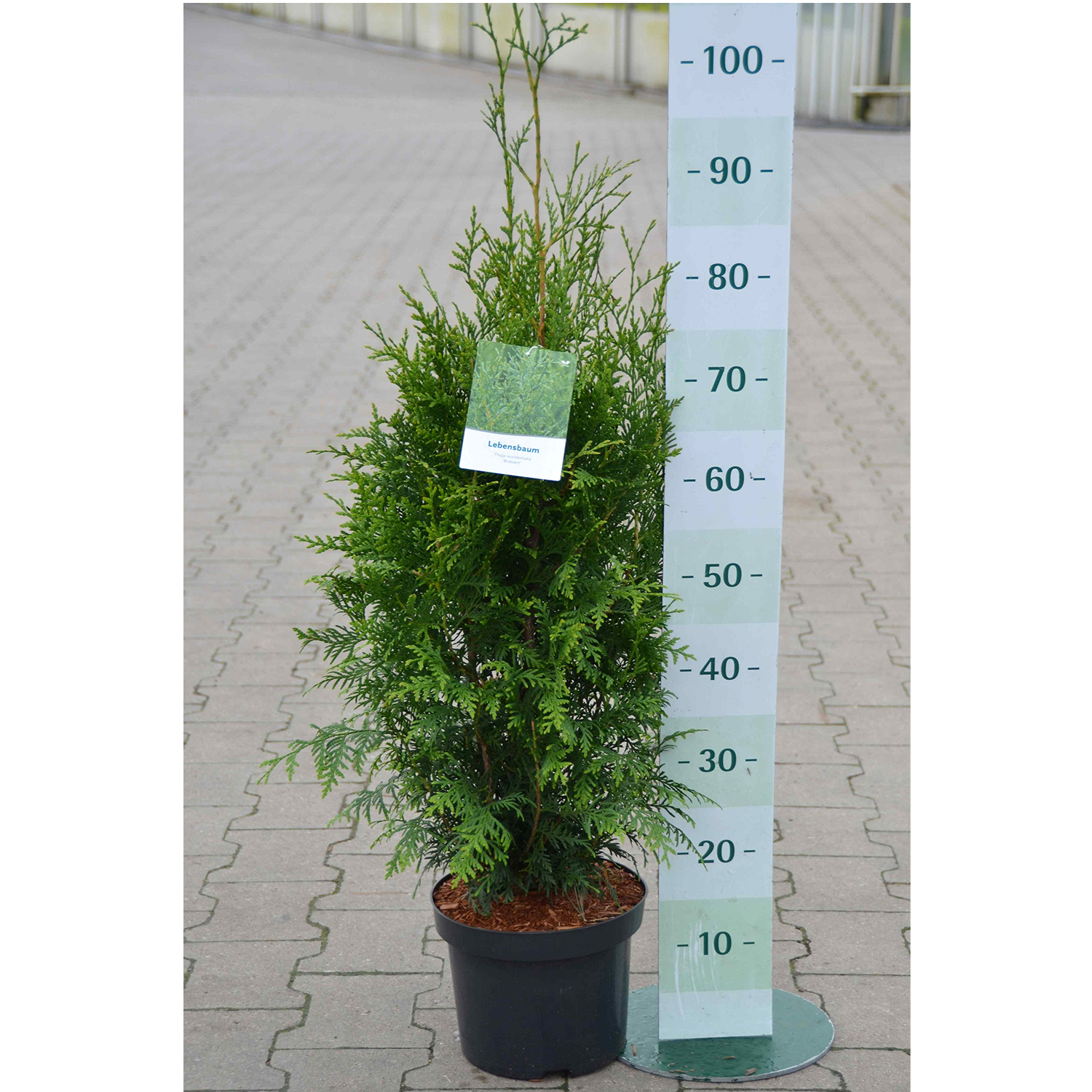 Thuja Brabant Lebensbaum Konifere Hecke immergrün