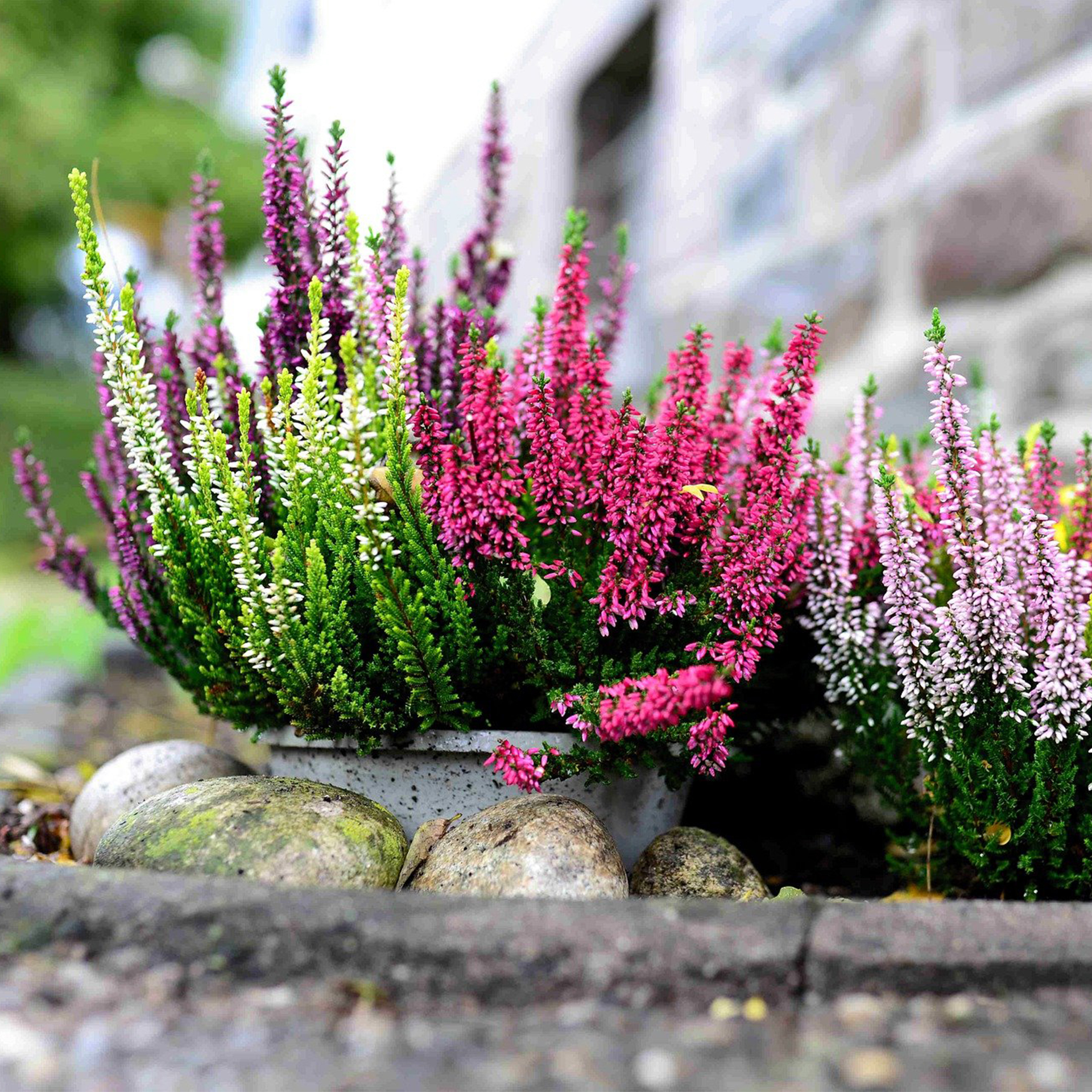 Knospenblüher Imagefoto 1