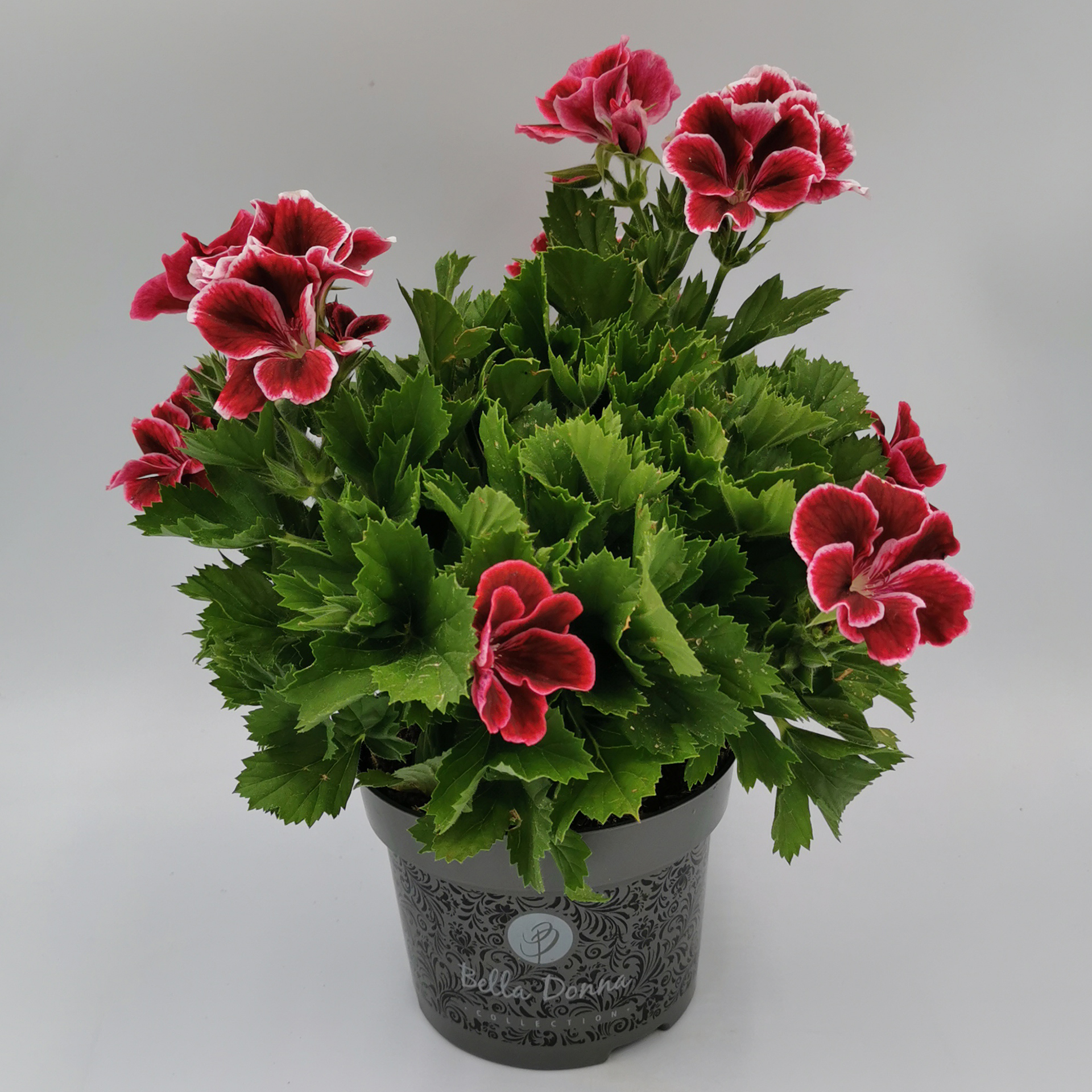 Edelgeranie - Pelargonium grandiflorum rot