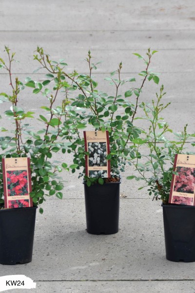 Rosen Bodendeckerrosen in Sorten