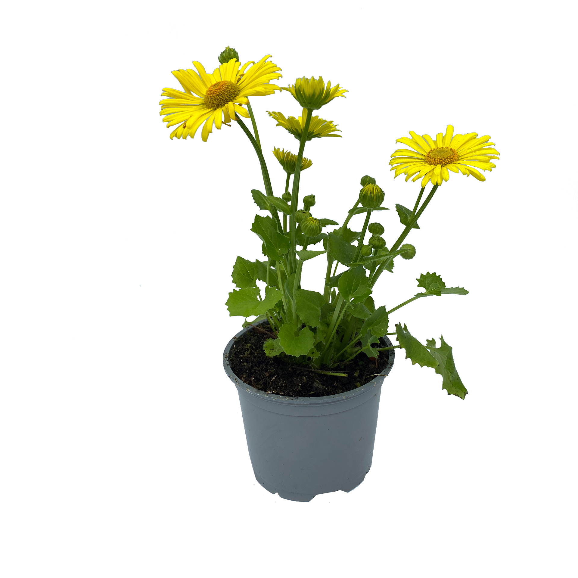 Gämswurz - Doronicum orientale, 12cm Topf