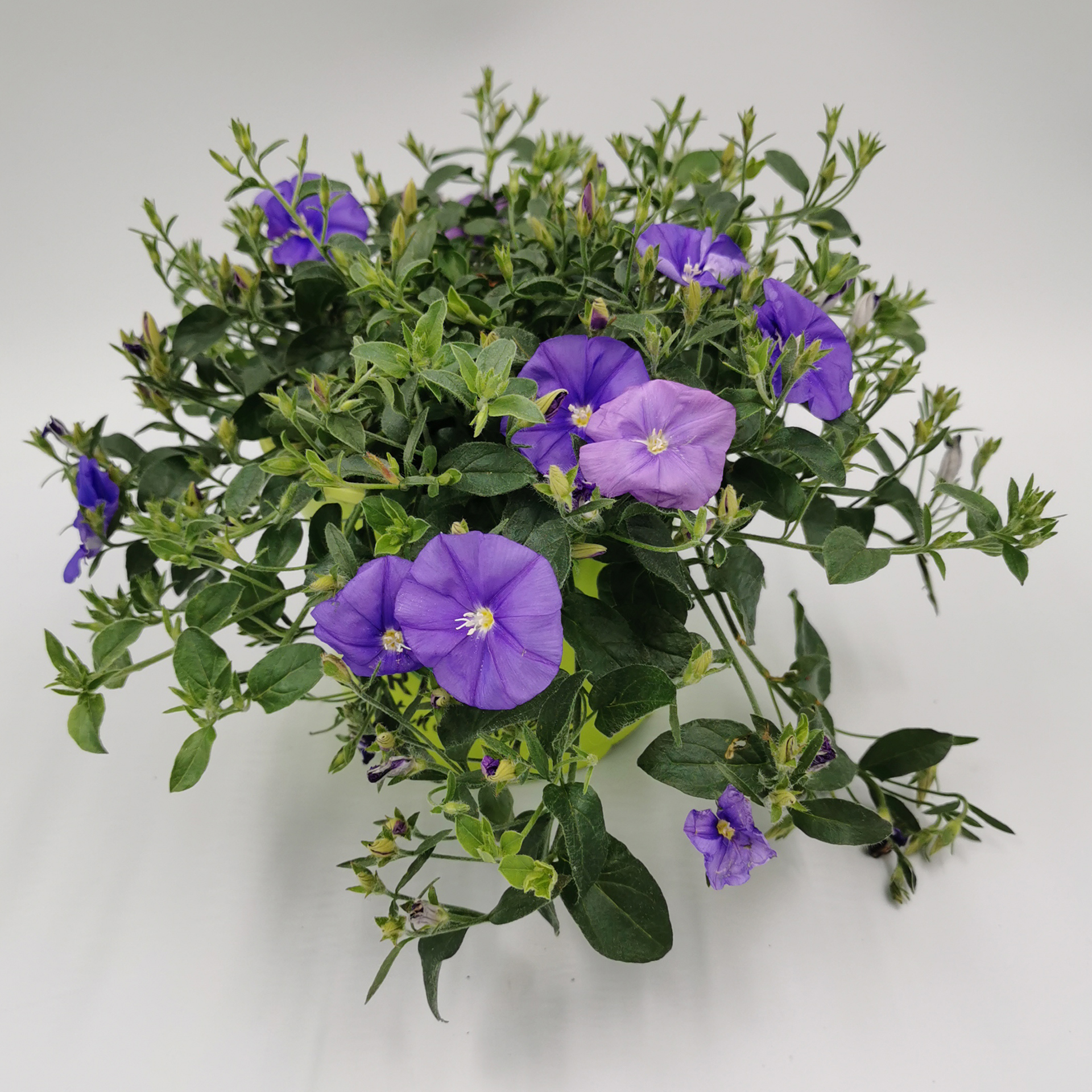 blühende Mauritius Deep Blue im Pflanztopf