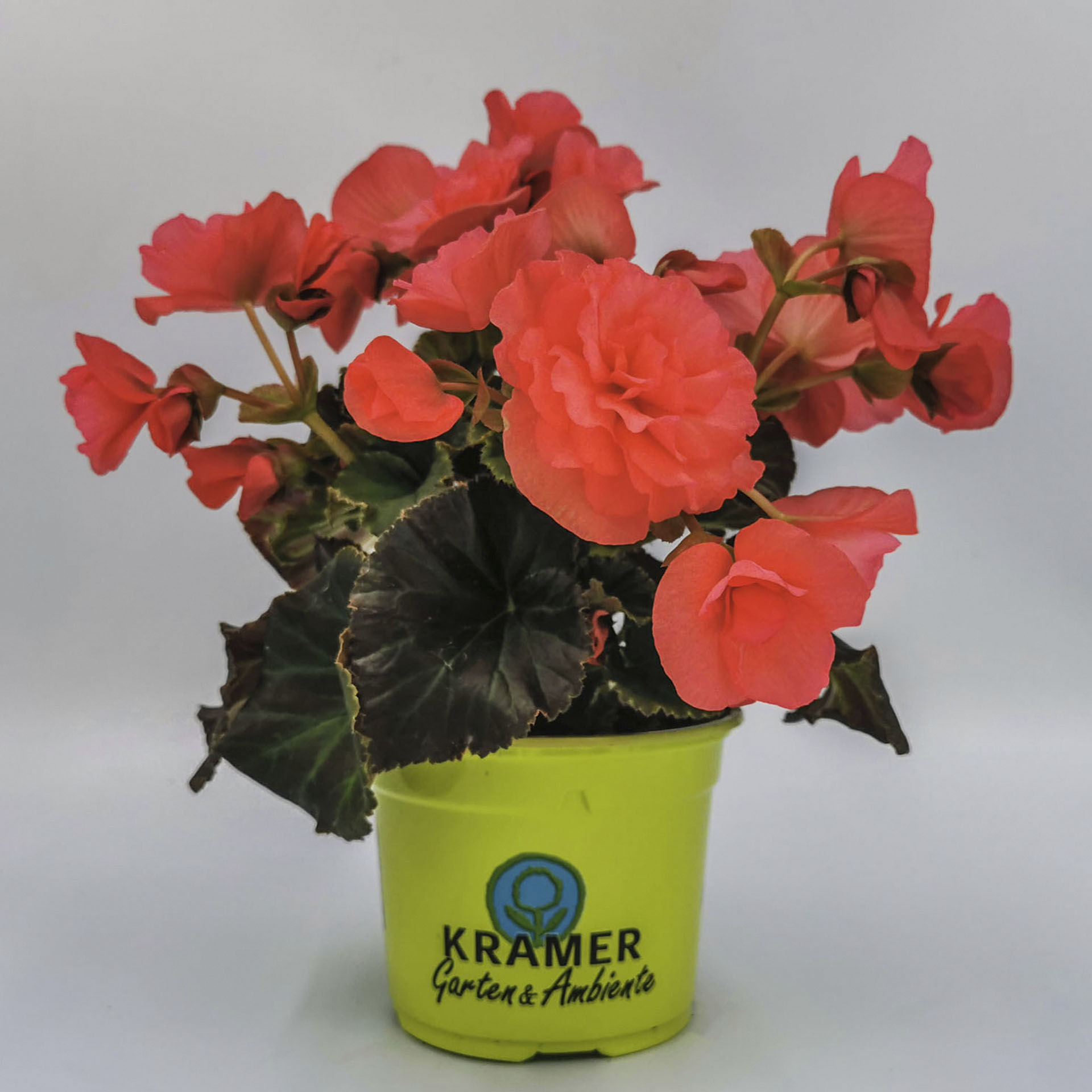 Begonie mit dunkelorange Blüten im Pflanztopf