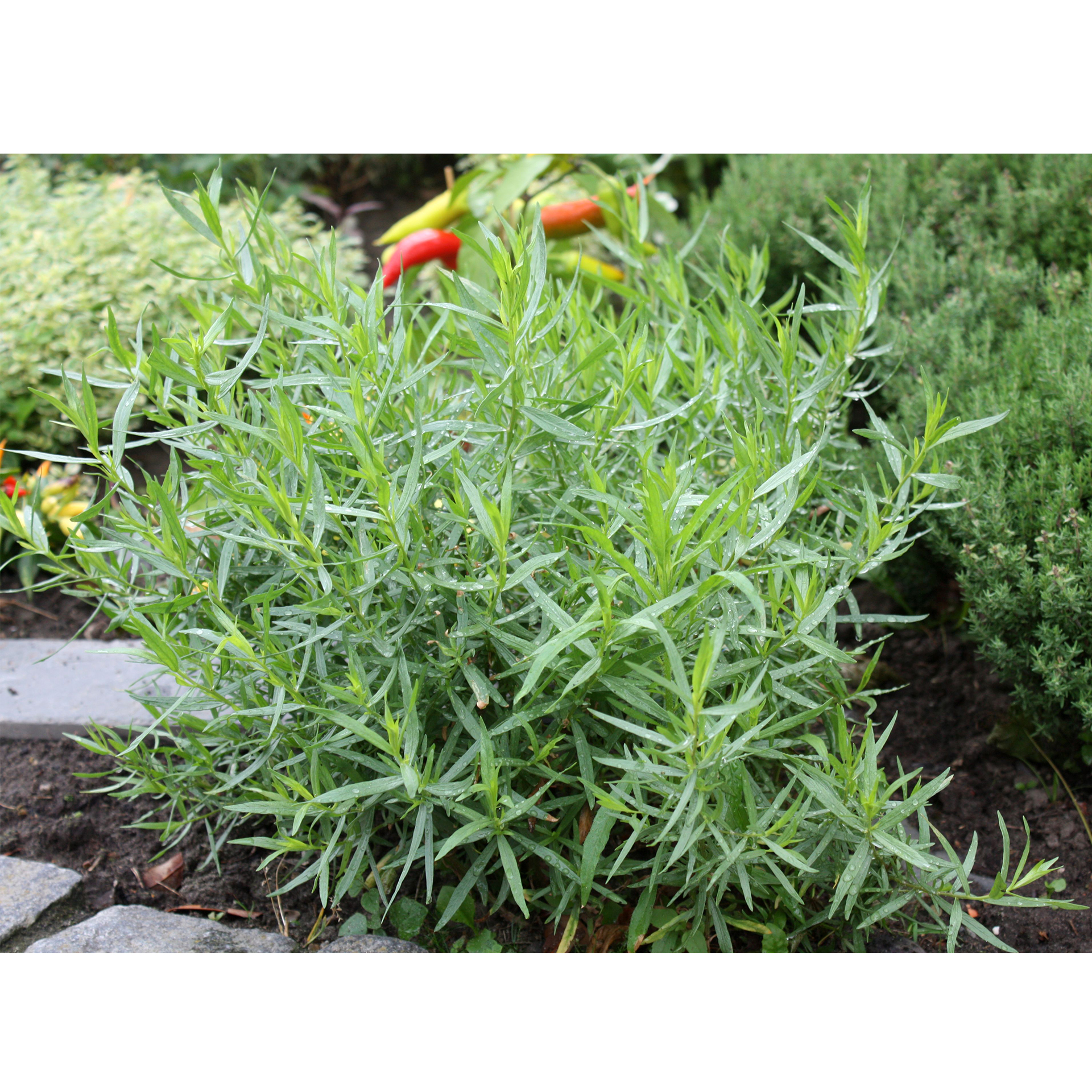 BIO Estragon französischer