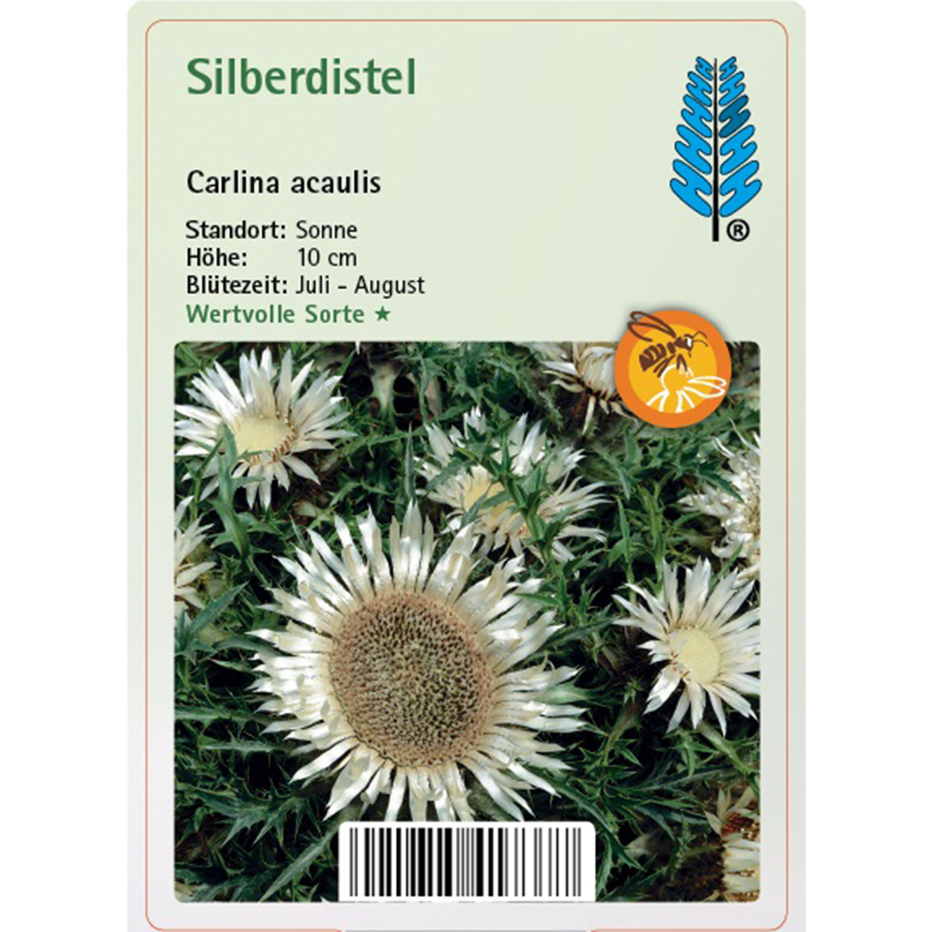 Blume, Pflanze, Gänseblümchen