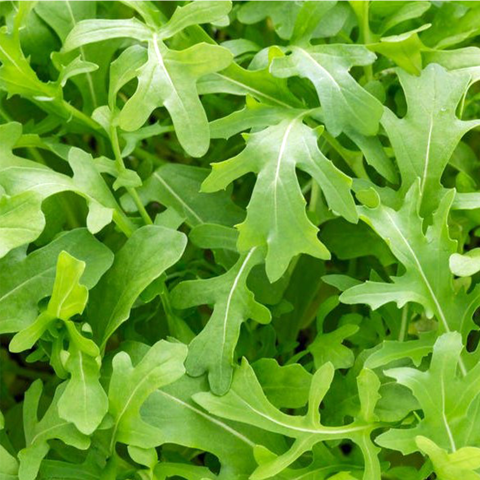 Rucola