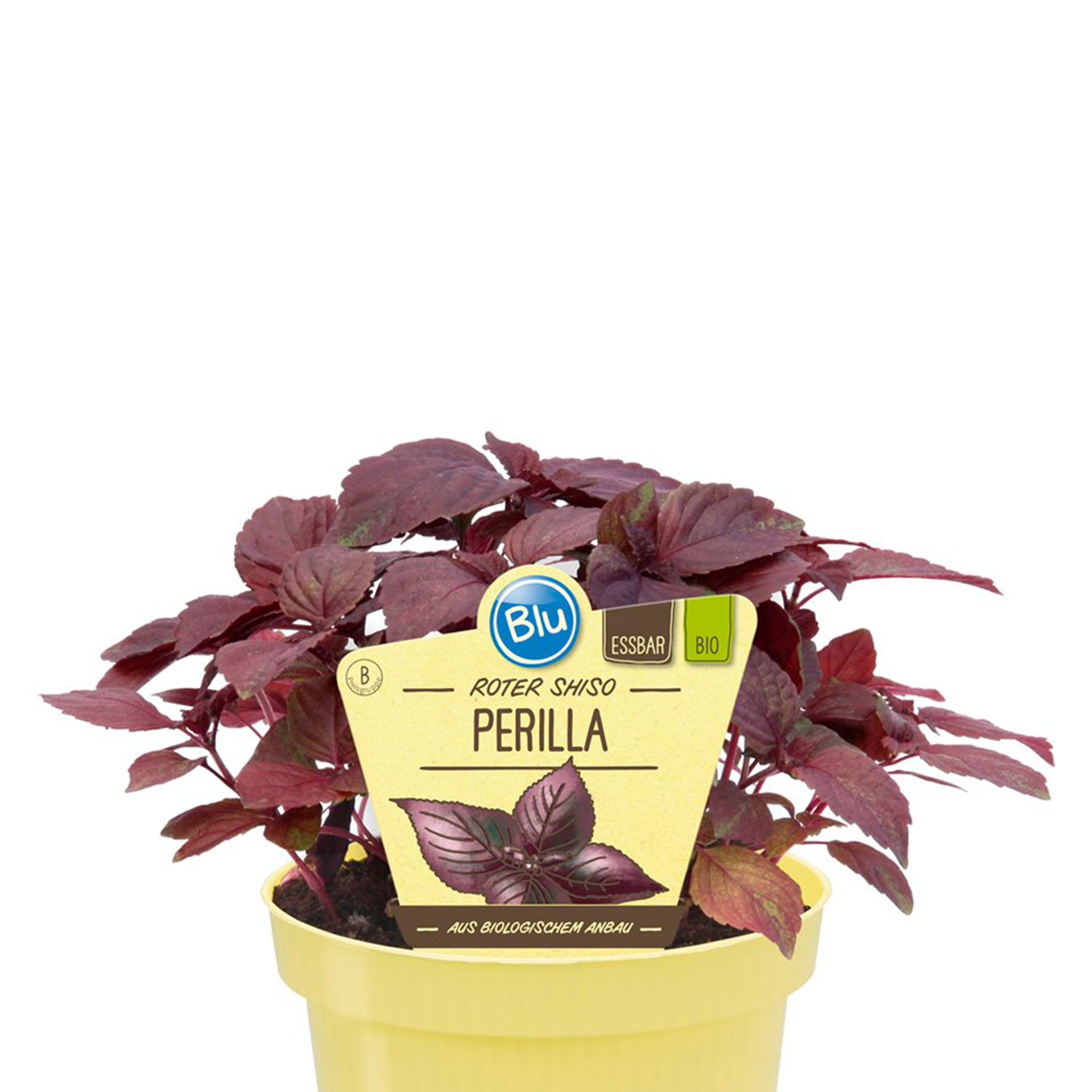 BIO Perilla Roter Shiso - Perilla frutescens, 12cm Topf
