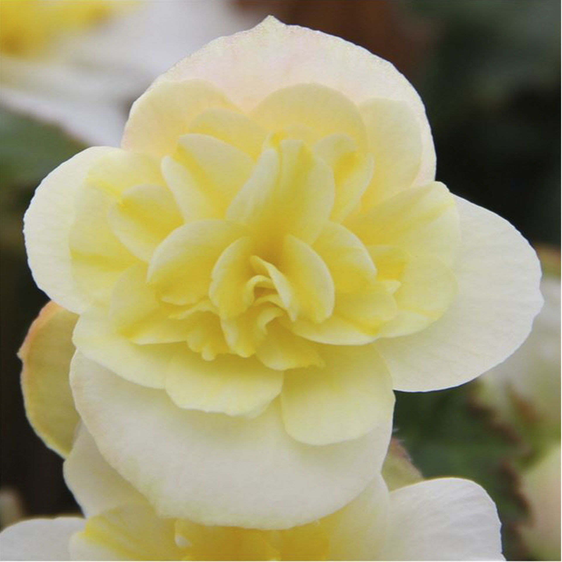 gefüllte Blüte der Begonie Beluga Lime