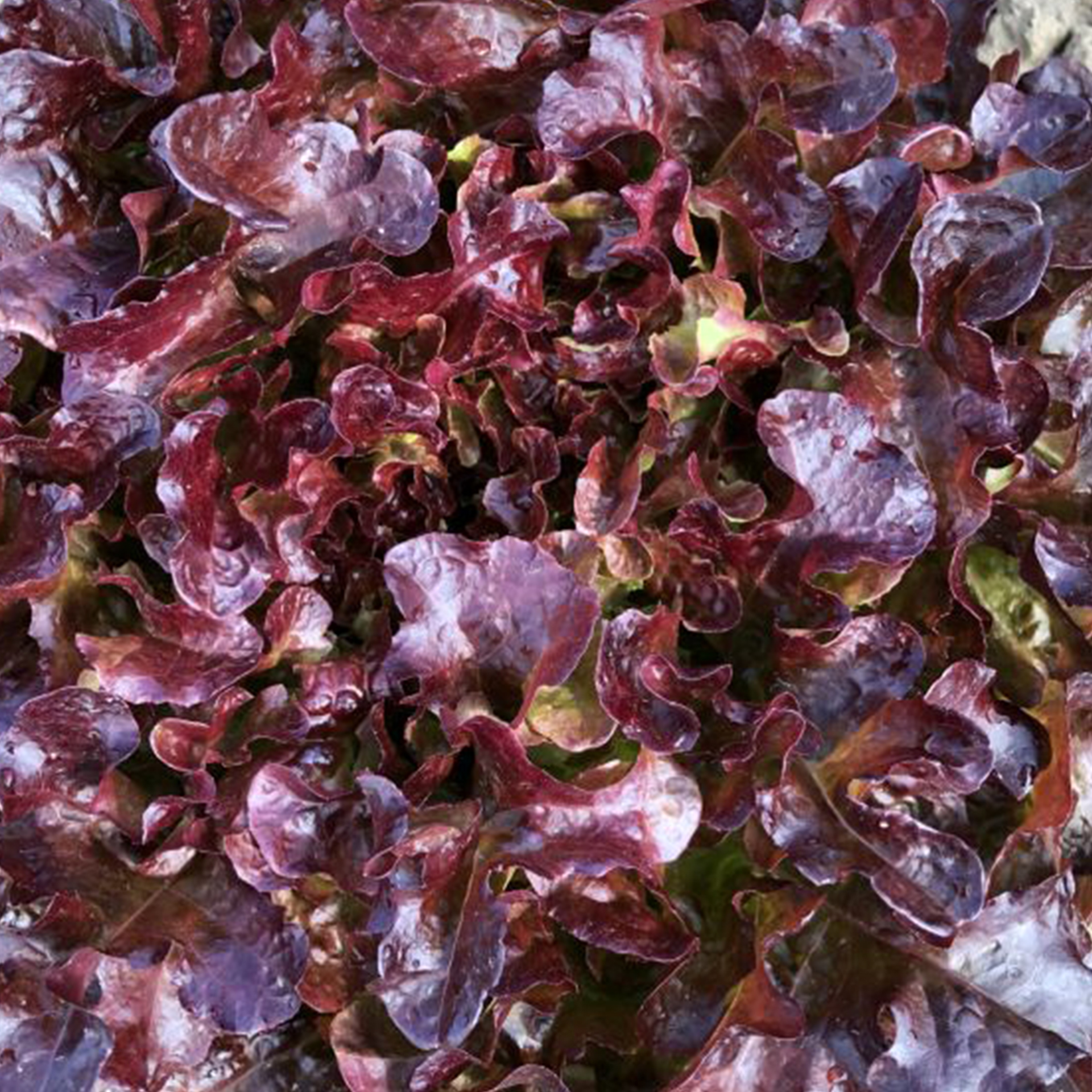 Eichblattsalat_rot-2