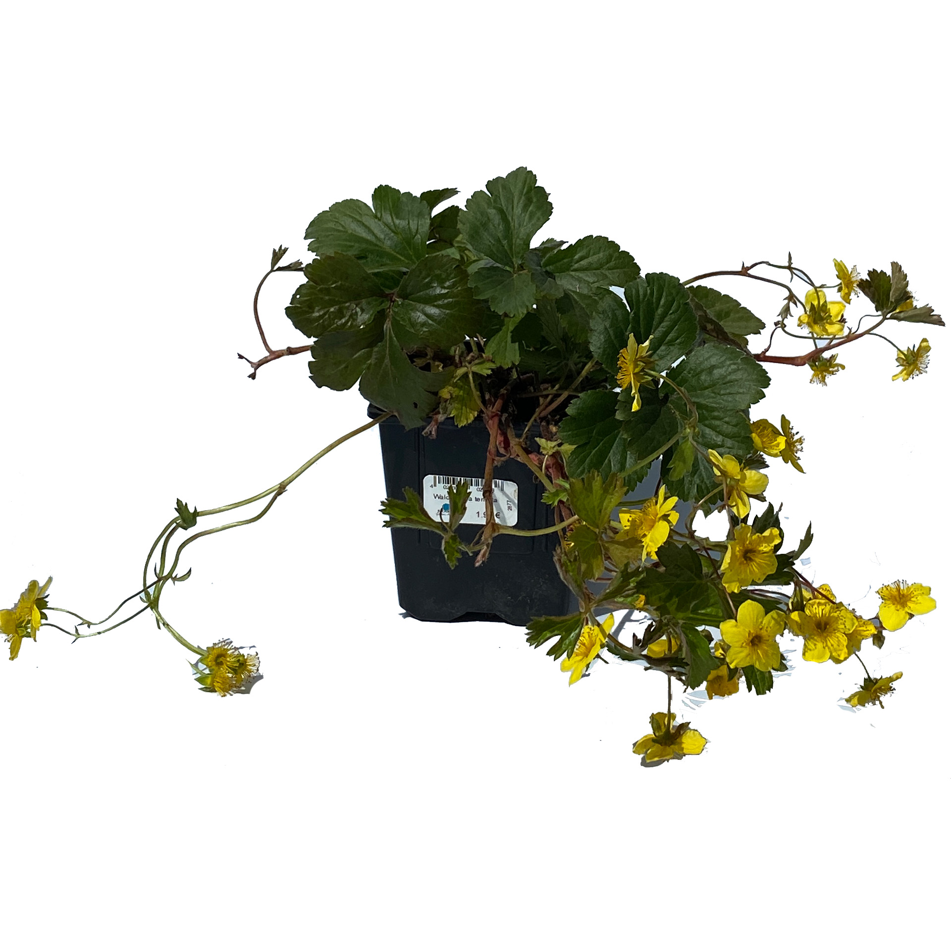 gelb blühende Goldbeere im Pflanztopf