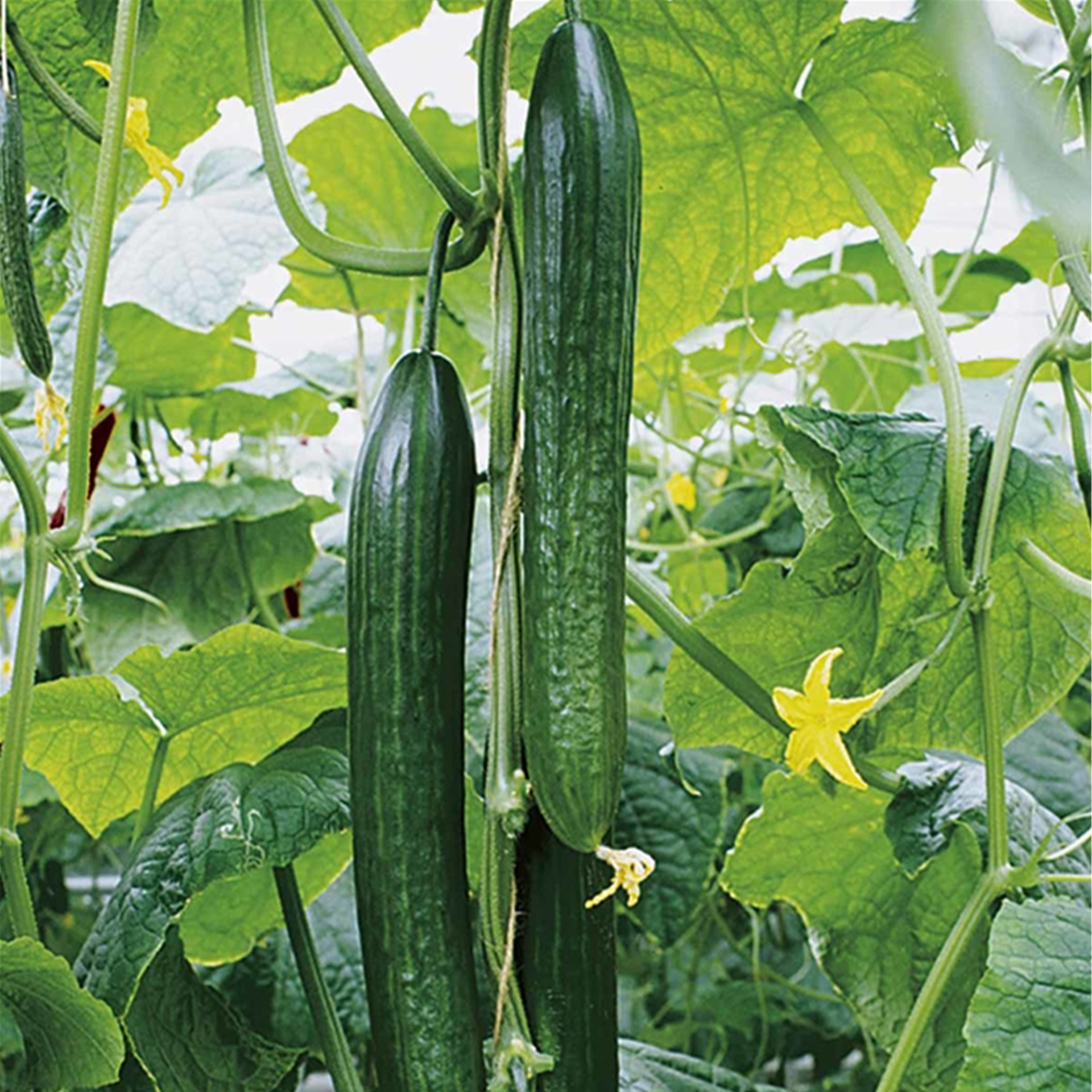 Schlangengurke Dominica