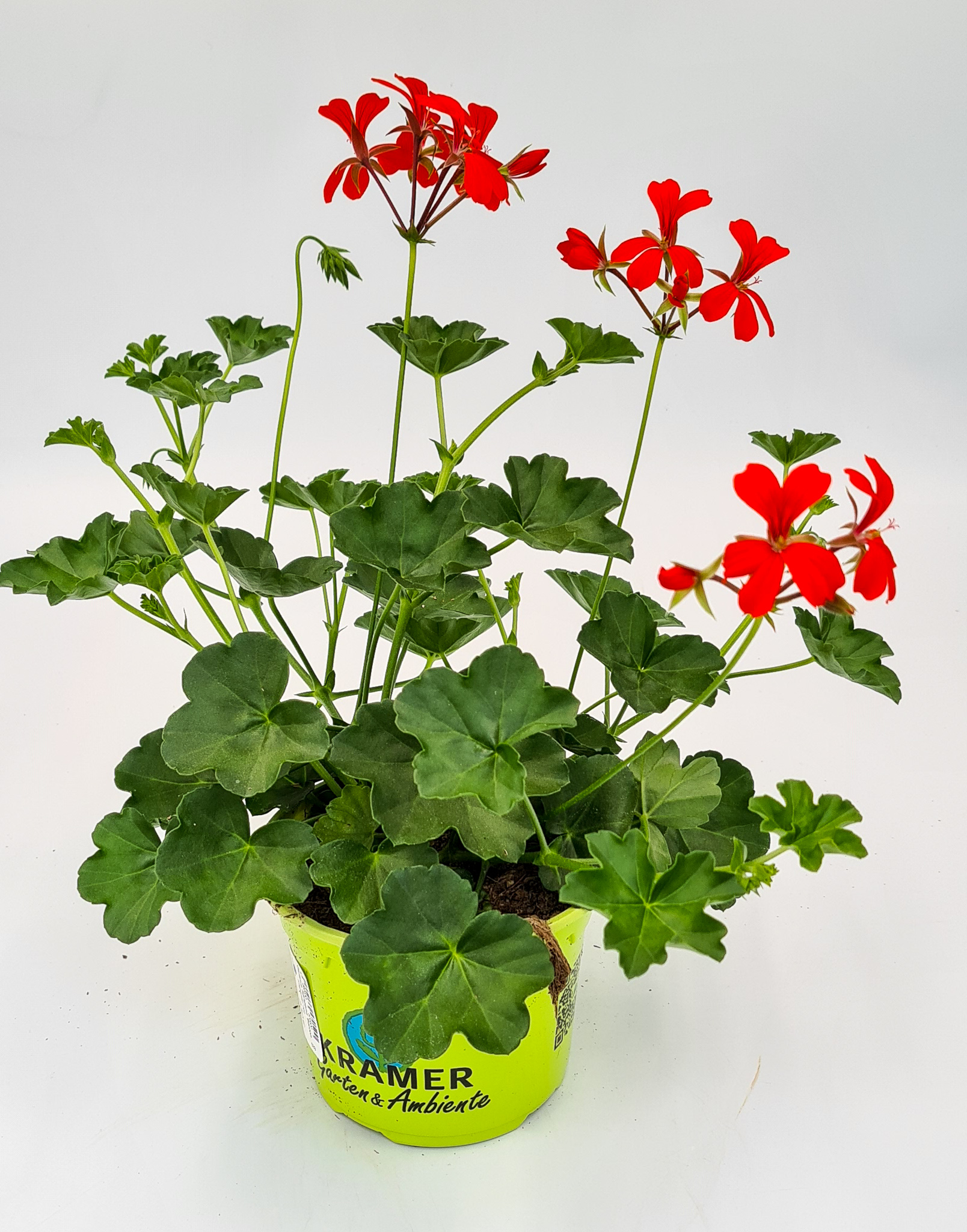 Hängegeranie Balcon Imperial