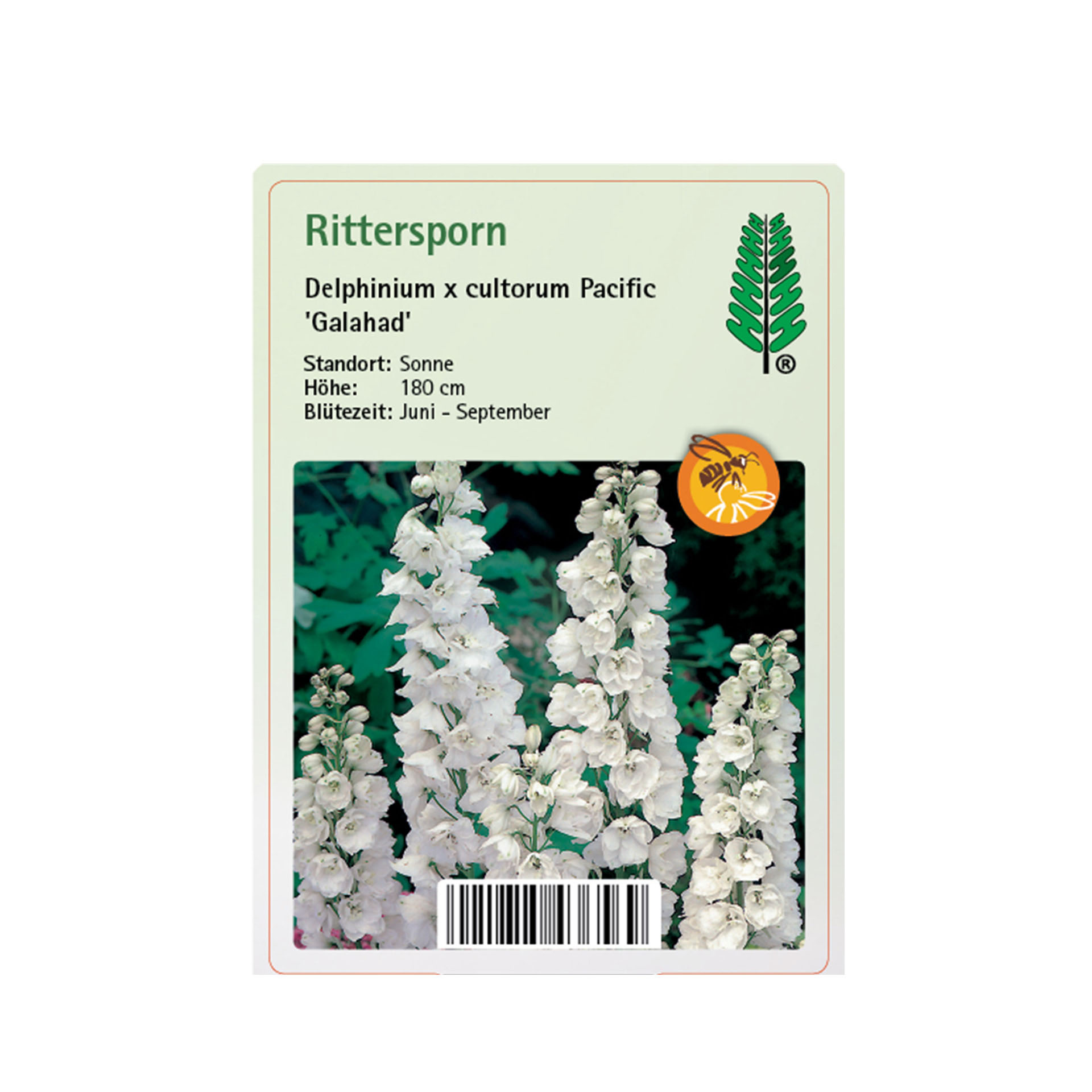 Rittersporn - Delphinium pacific 'Galahad', 11cm Topf