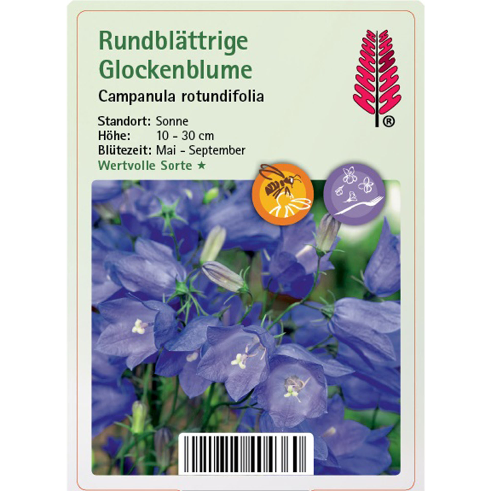 Blume, Blütenblatt, Flachs, Purpur, Text