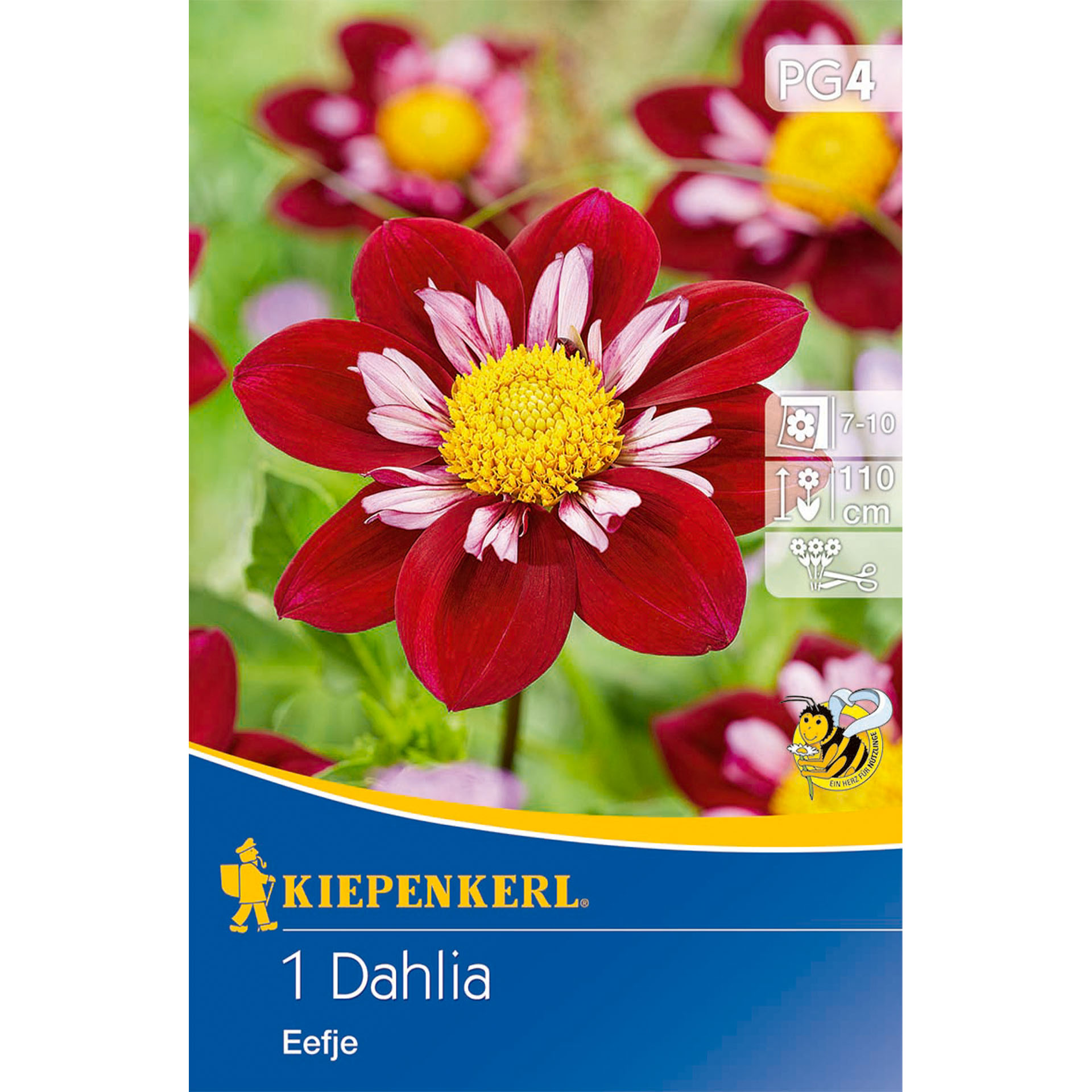 blühende Dahlie Eefje auf Verpackung, Werbung, Plakat, Gänseblümchen, Blütenblatt, Ein anderes