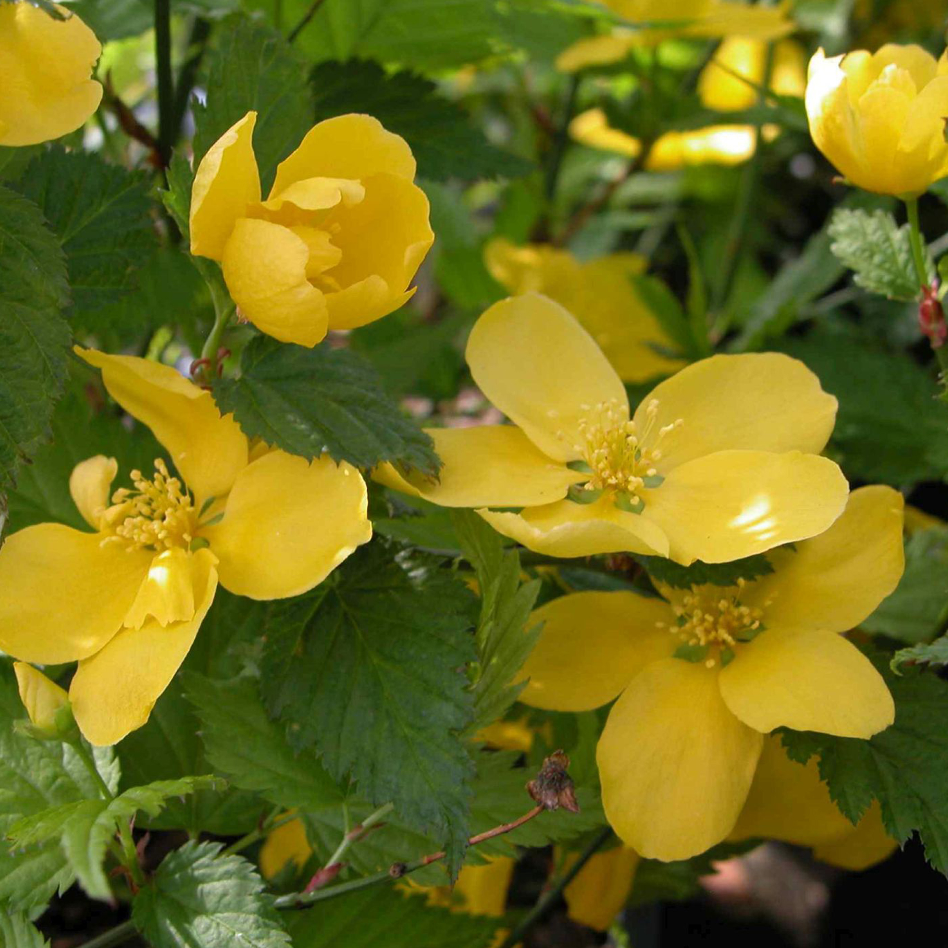 Ranunkelstrauch - Kerria japonica 'Golden Guinea', C4 50-60cm