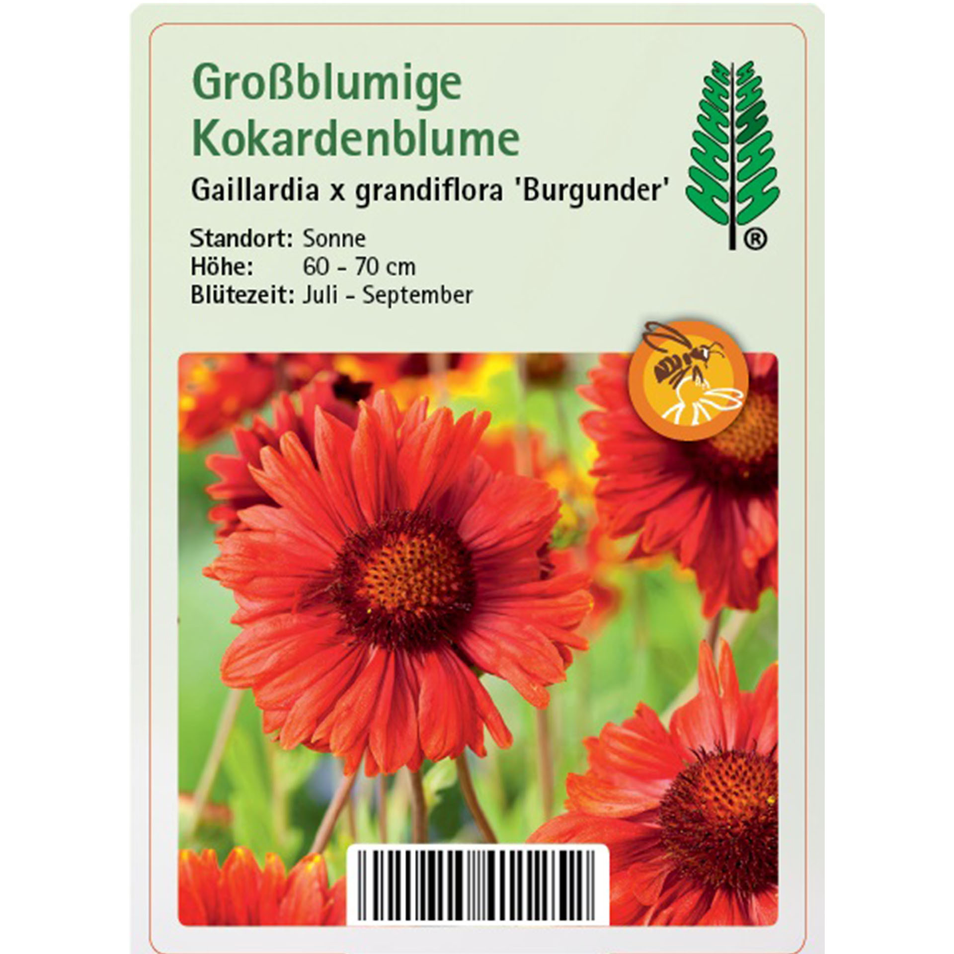 Gänseblümchen, Blume, Pflanze, Blütenblatt, Kräuterig