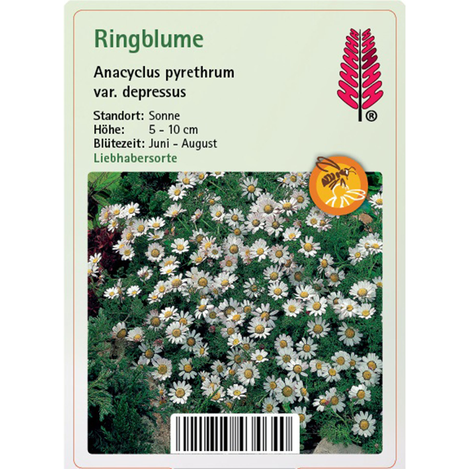 Gänseblümchen, Blume, Pflanze, Kräuterig, Kräuter