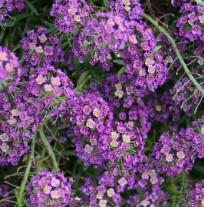 Blume, Pflanze, Lavendel, Purpur, Anemone, Blume, Pflanze, Lavendel, Purpur, Anemone