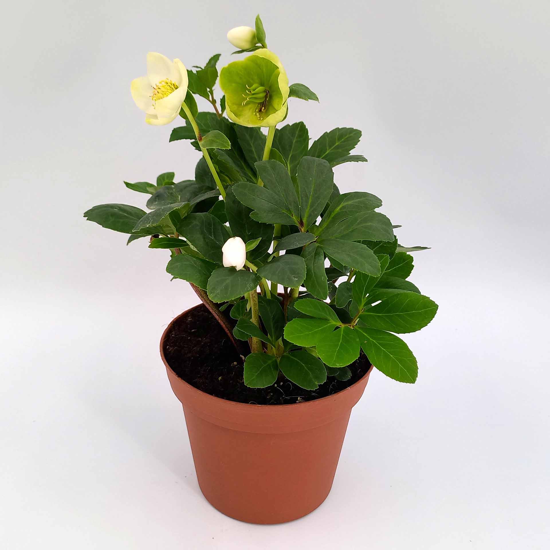 Christrose Helleborus niger 13cm