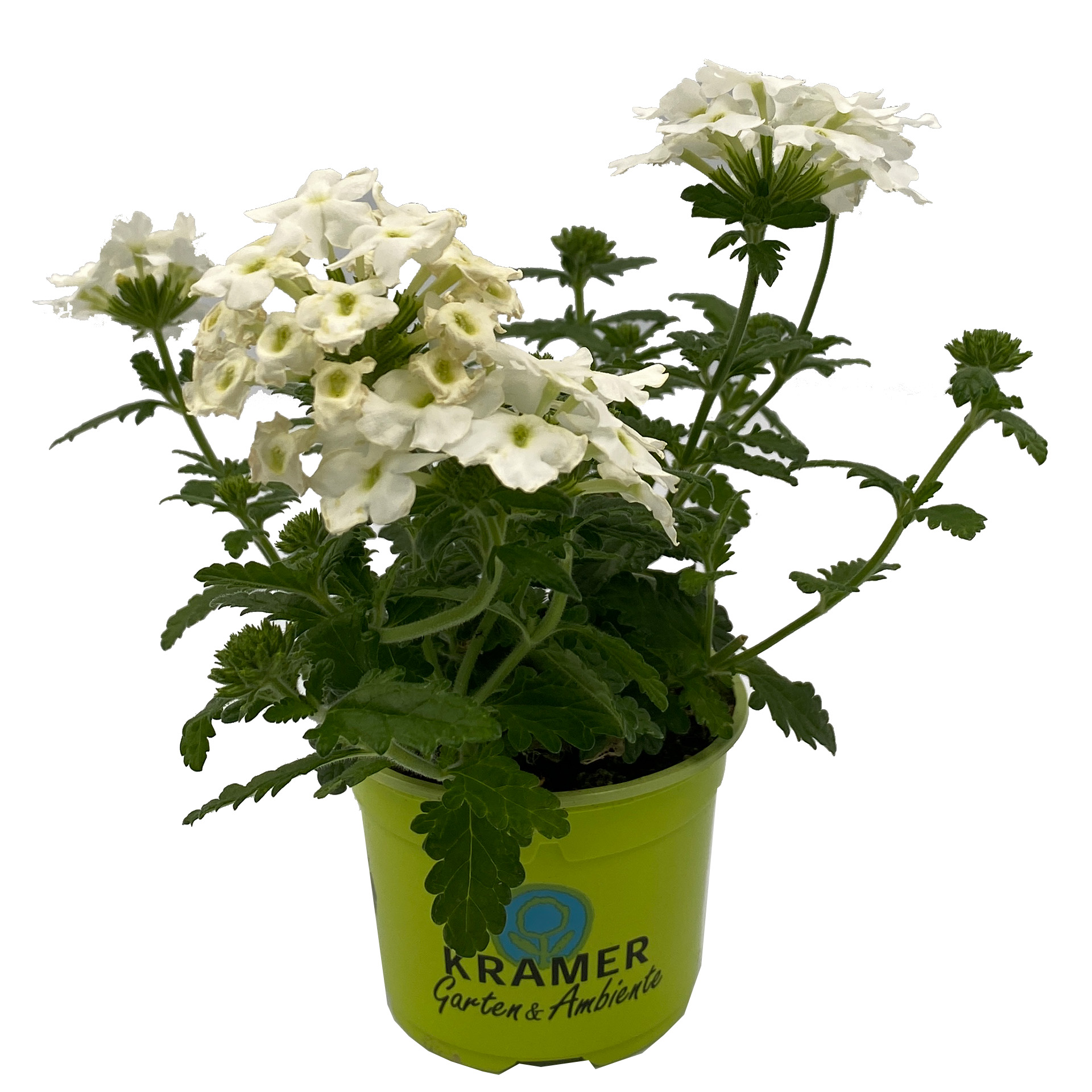 Verbene - Verbena 'Empress® Flair  White', 10,5cm Topf