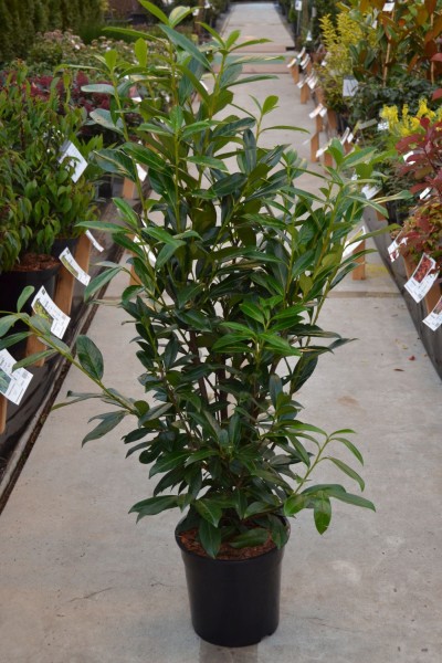 Heckenpflanze Kirschlorbeer immergrün Sichtschutz