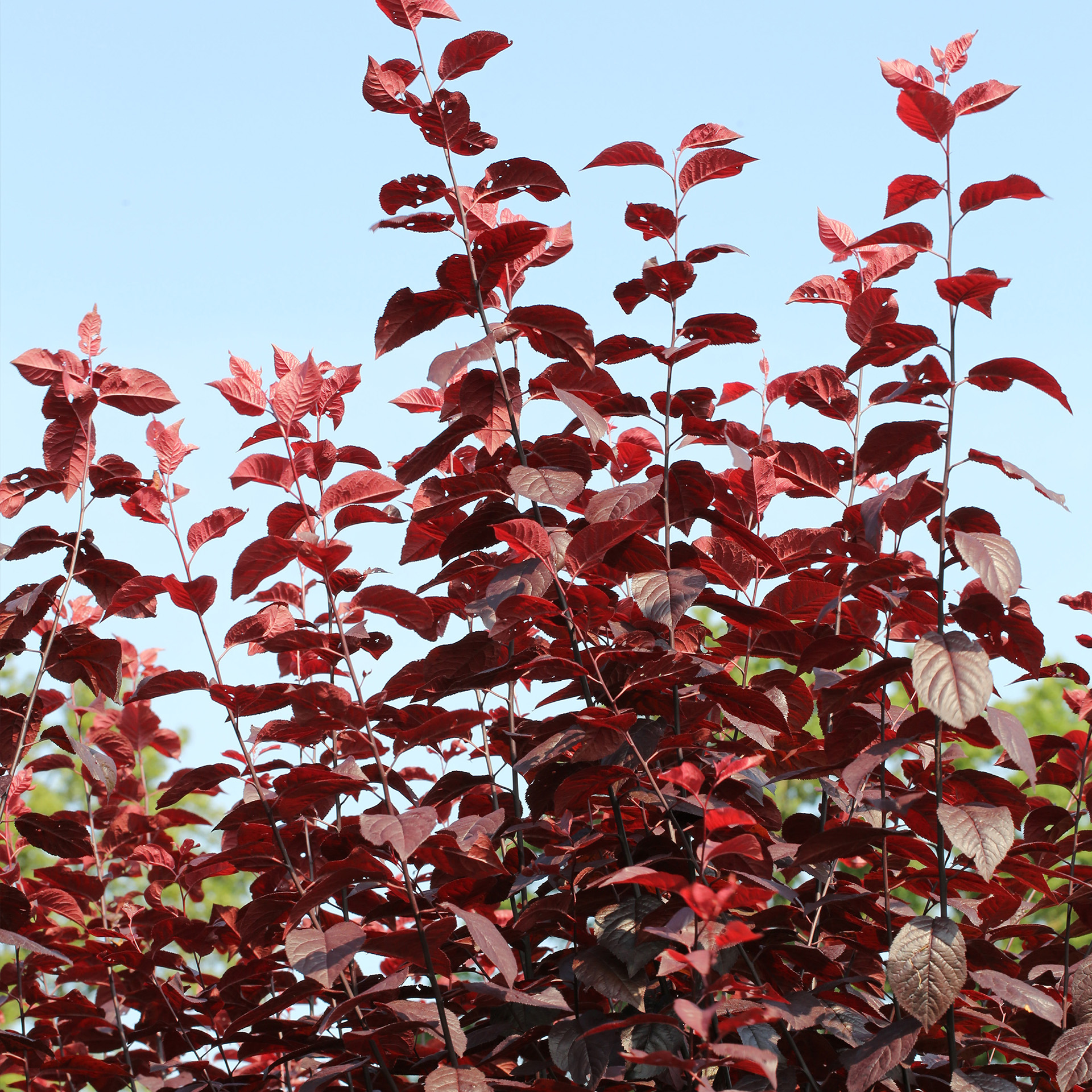 Blutpflaume  - Prunus cerasifera 'Nigra', C10 100-125cm