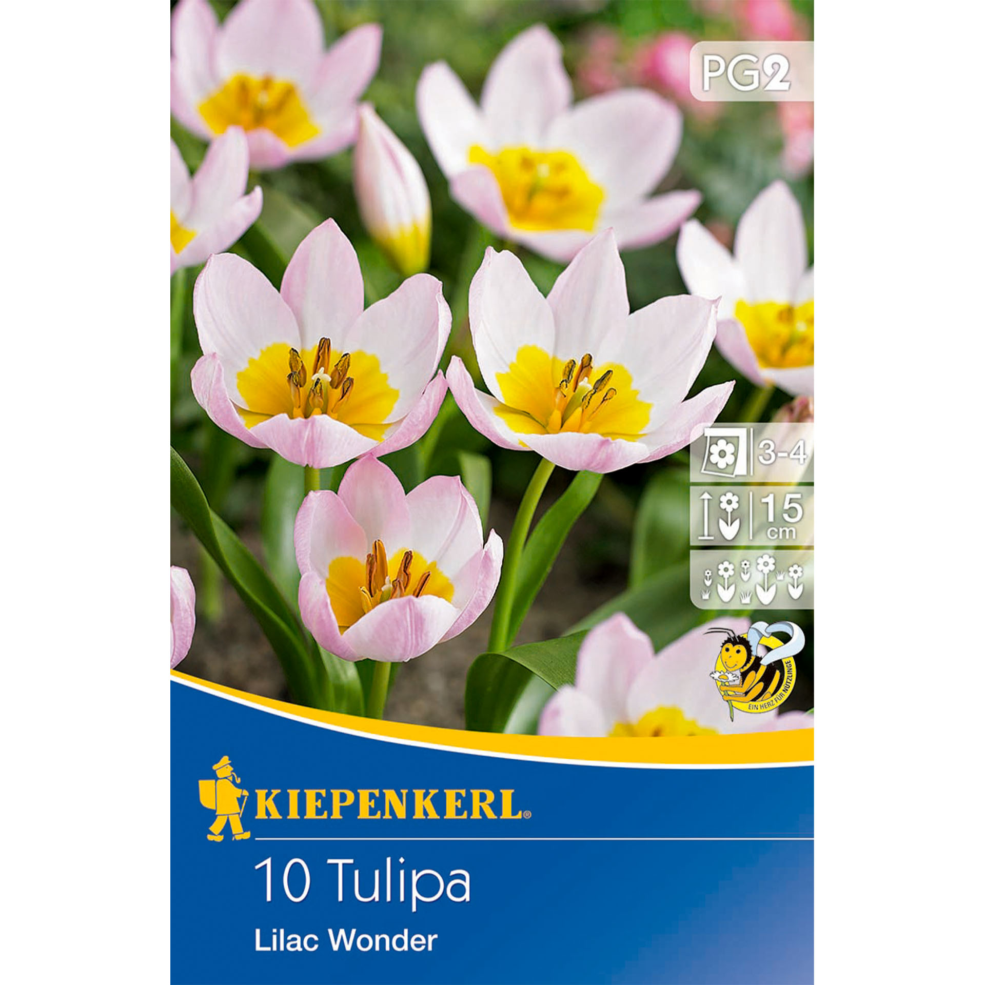 Tulpe im rosa-lila-Ton, Blütenblätter mit spezieller schmaler Form, Werbung, Plakat, Blume, Pflanze