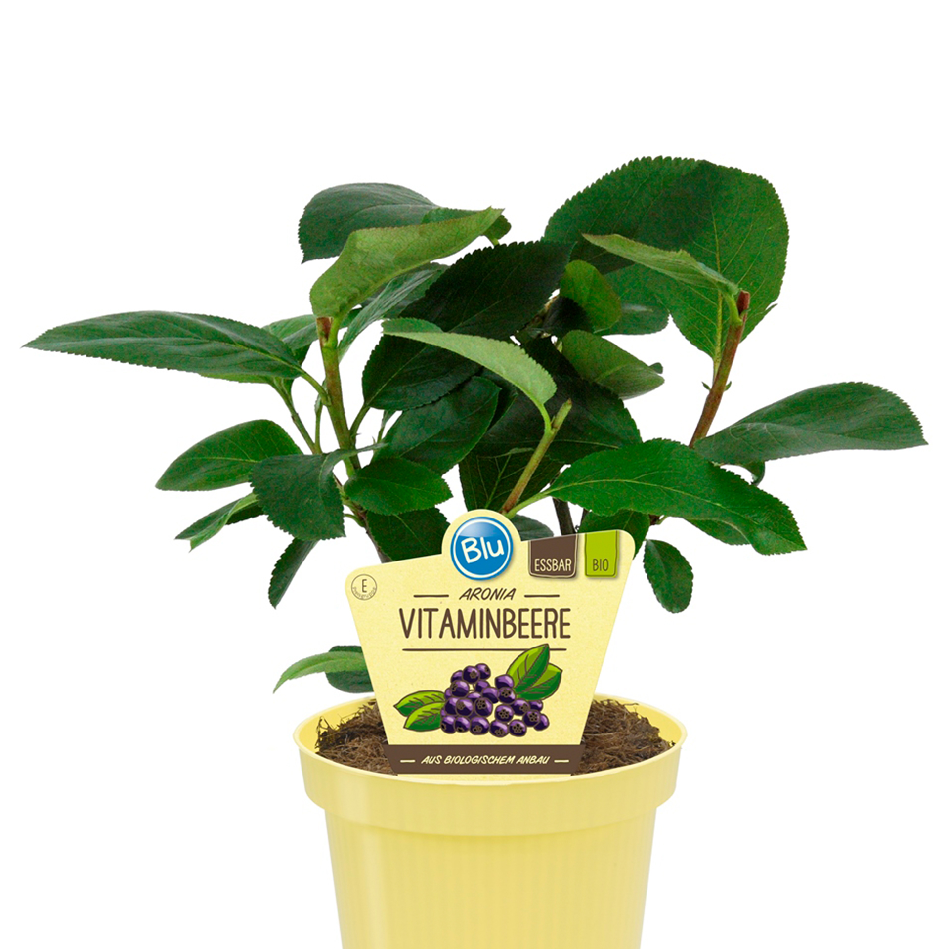 BIO Vitaminbeere Aronia - Aronia Melanocarpa, 12cm Topf
