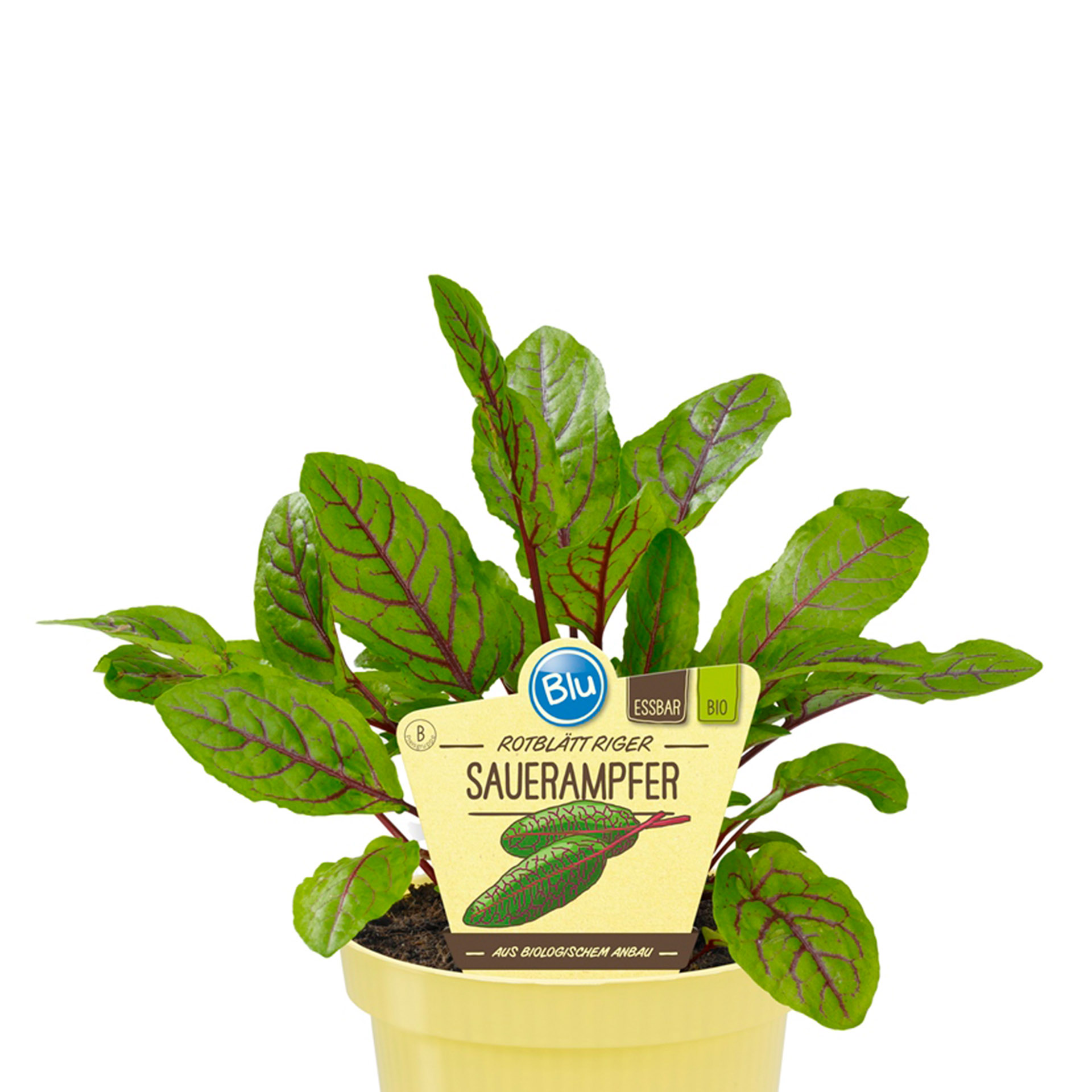 BIO Sauerampfer Rotblättriger - Rumex sanguineus, 12cm Topf