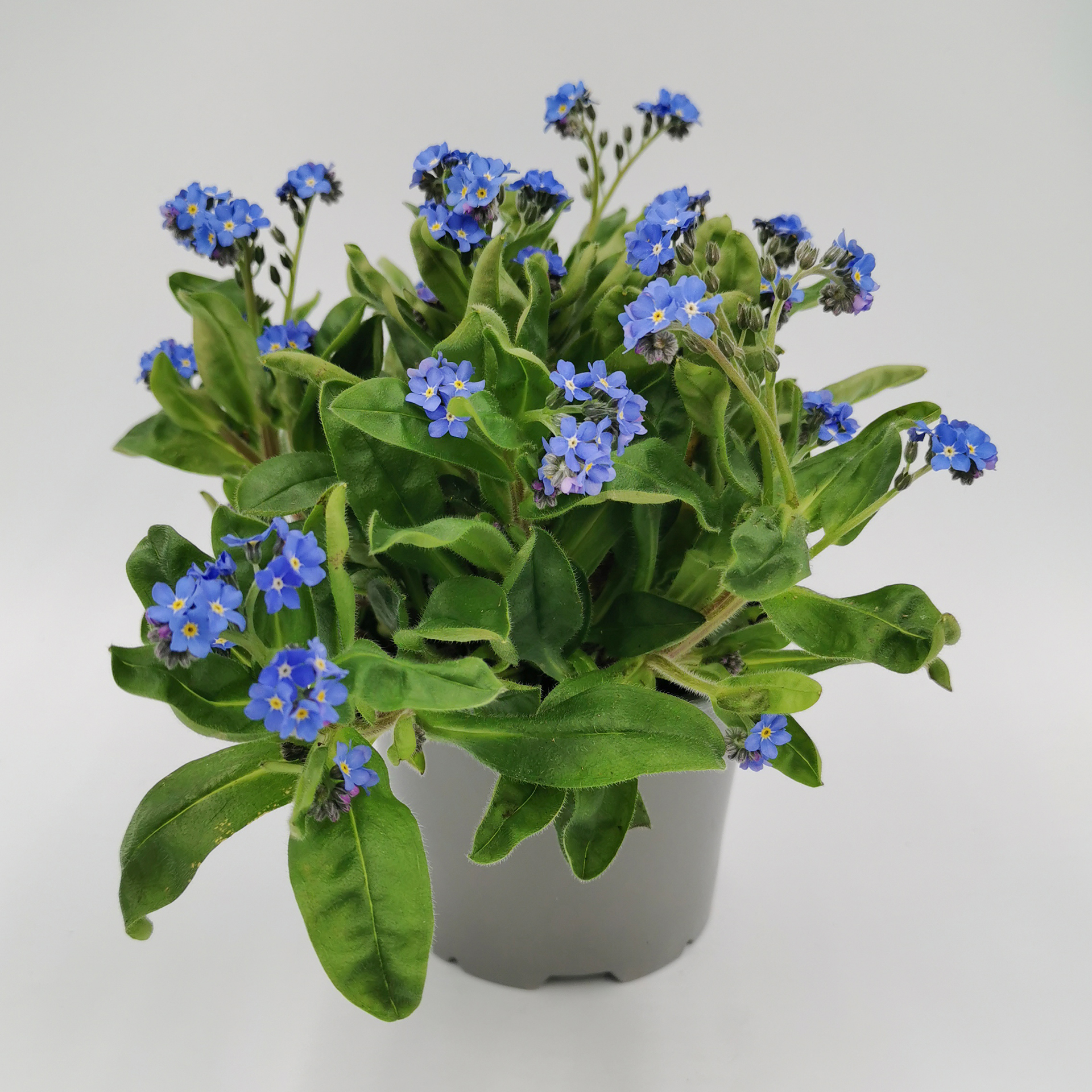 Vergissmeinnicht - Myosotis sylvatica blau, 11cm Topf