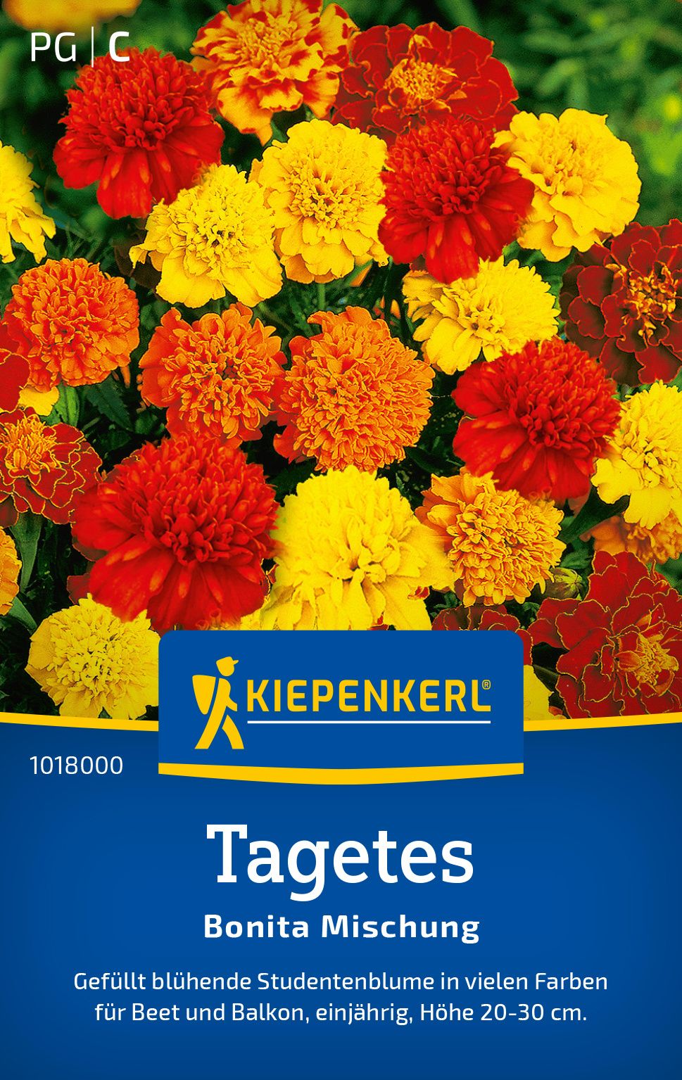 Werbung, Plakat, Dahlie, Blume, Pflanze