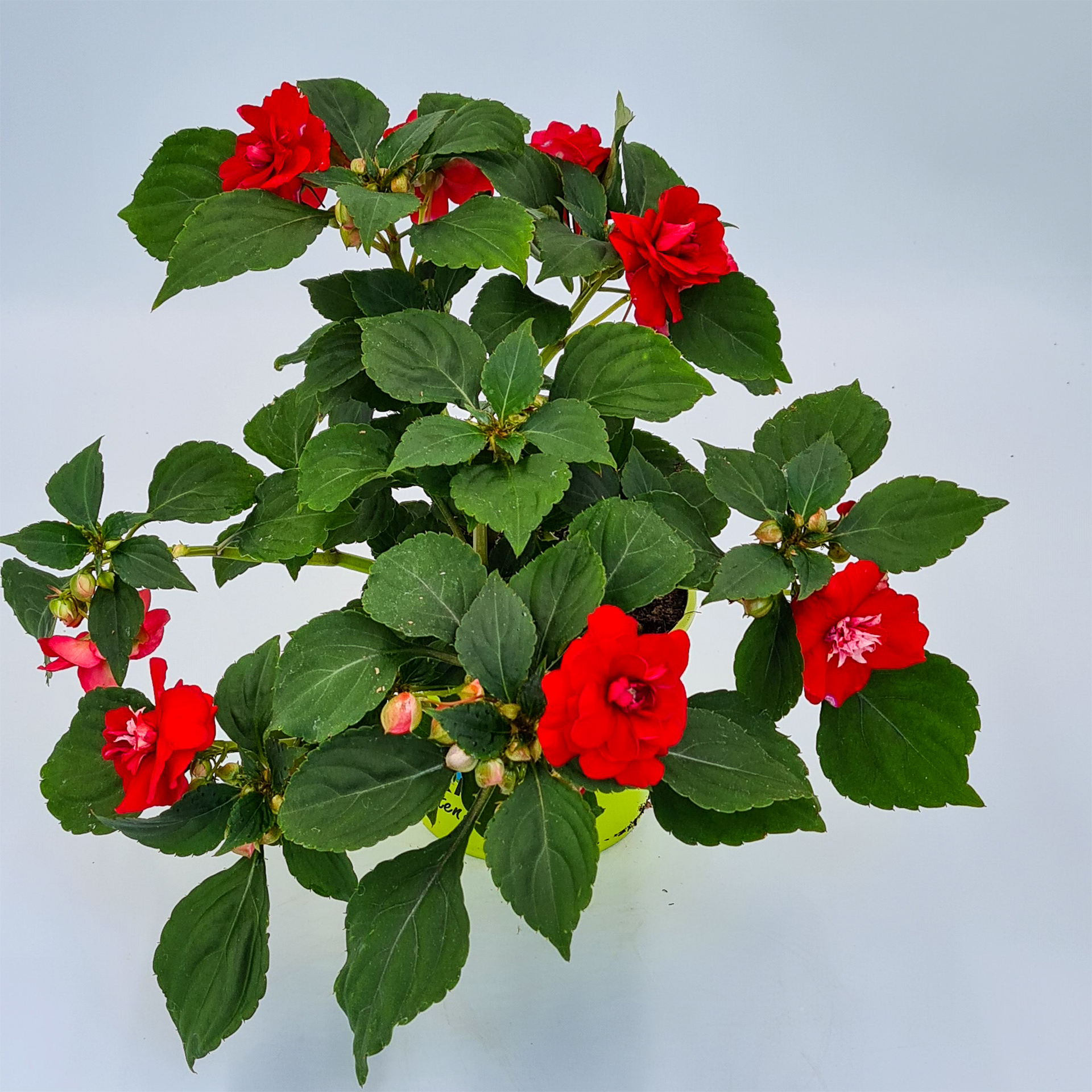 Fleißiges Lieschen gefüllt - Impatiens 'Musica Elegant Red', 12cm Topf