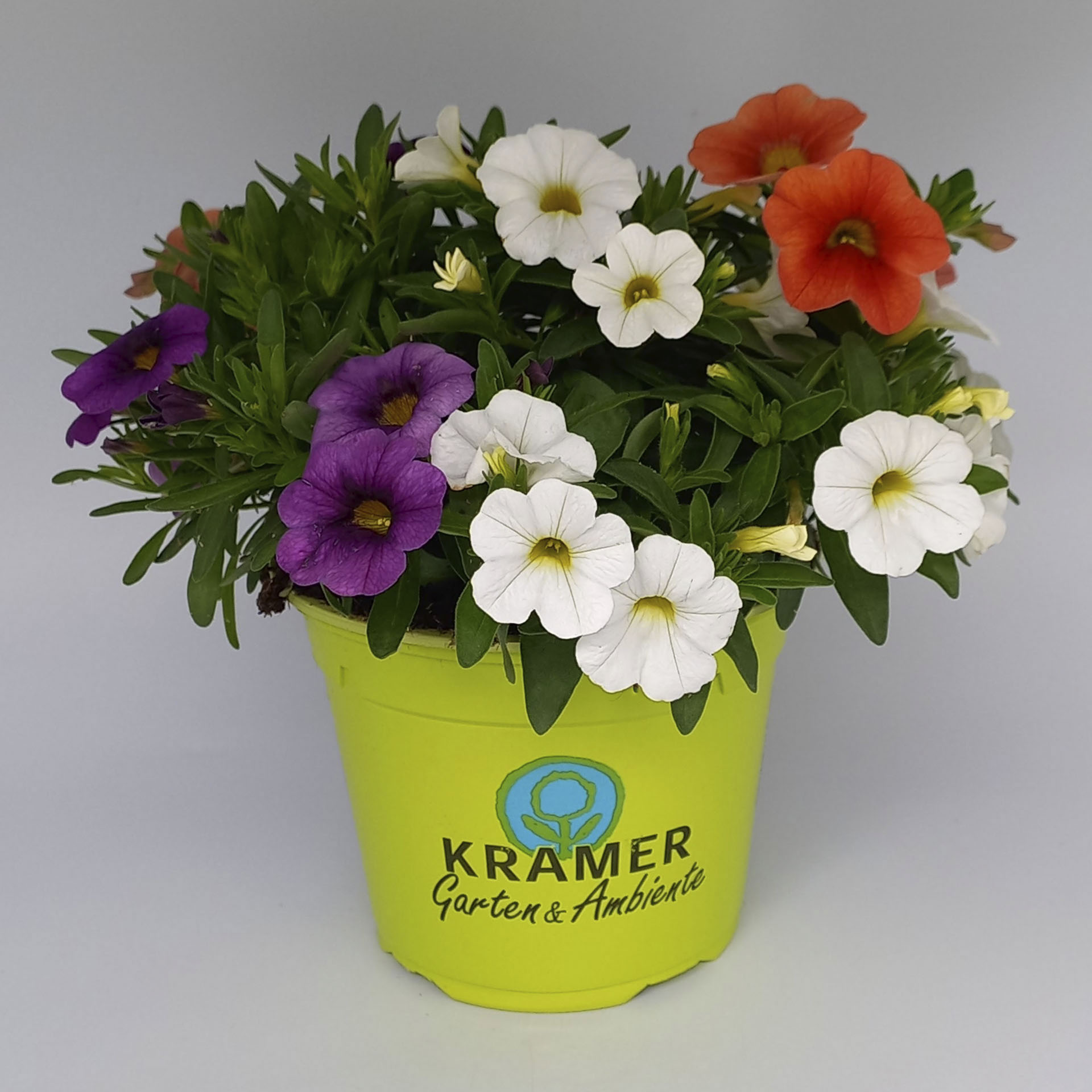 bunt blühendes Trio Zauberglöckchen im Pflanztopf