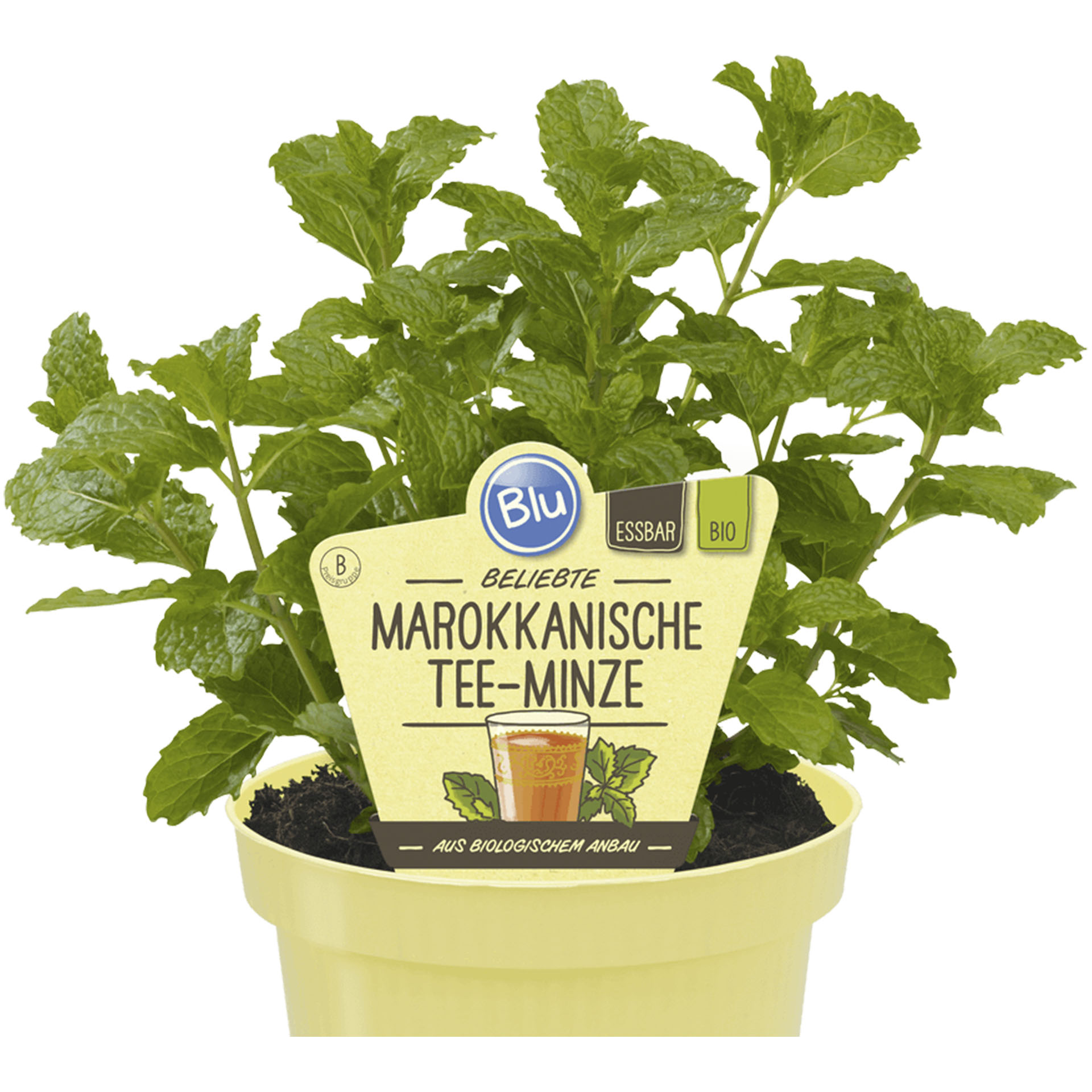 Pflanztopf mit Marokkanischer Tee-Minze und Pflanzenstecker