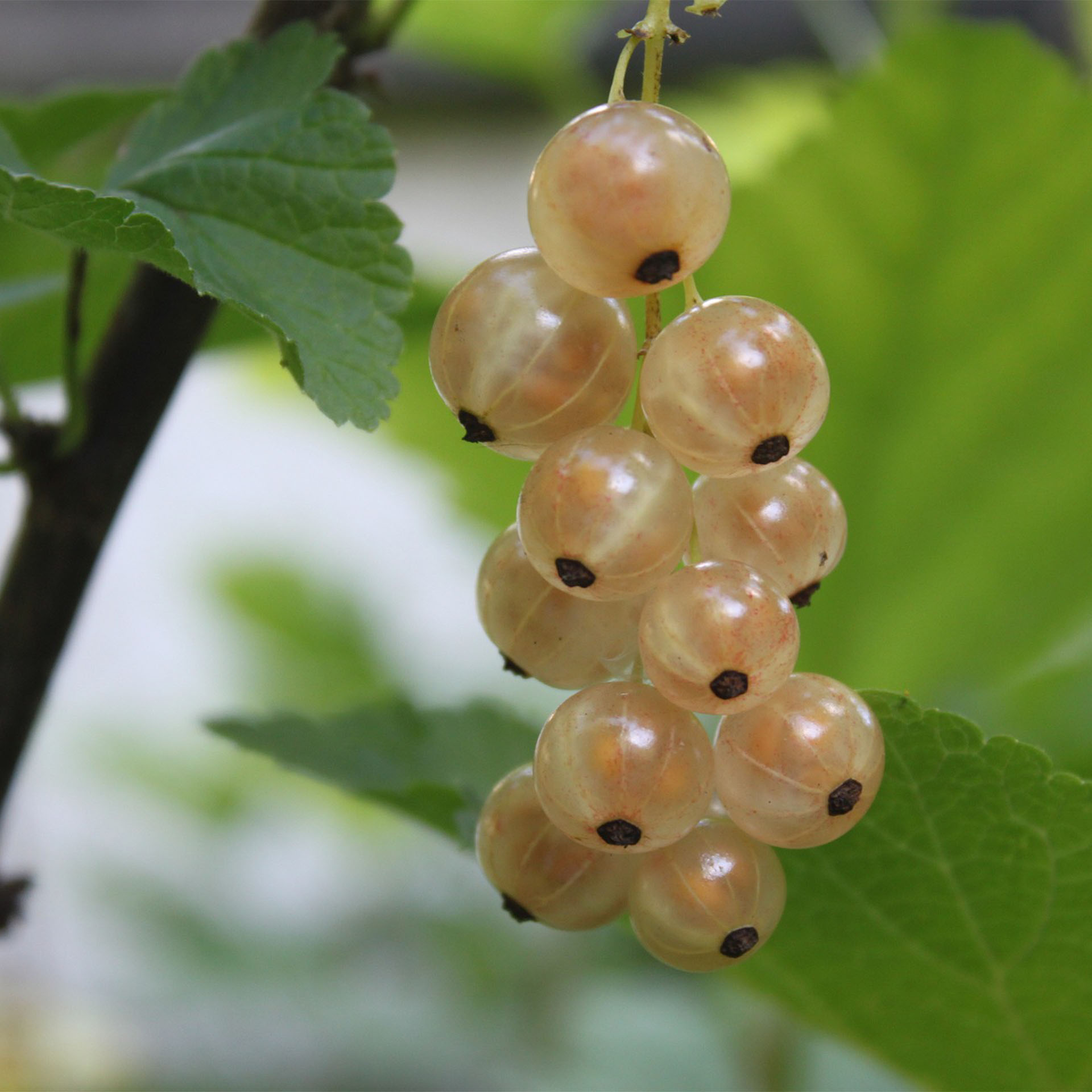 reife, weisse Johanisbeeren an Zweig in Traube hängend