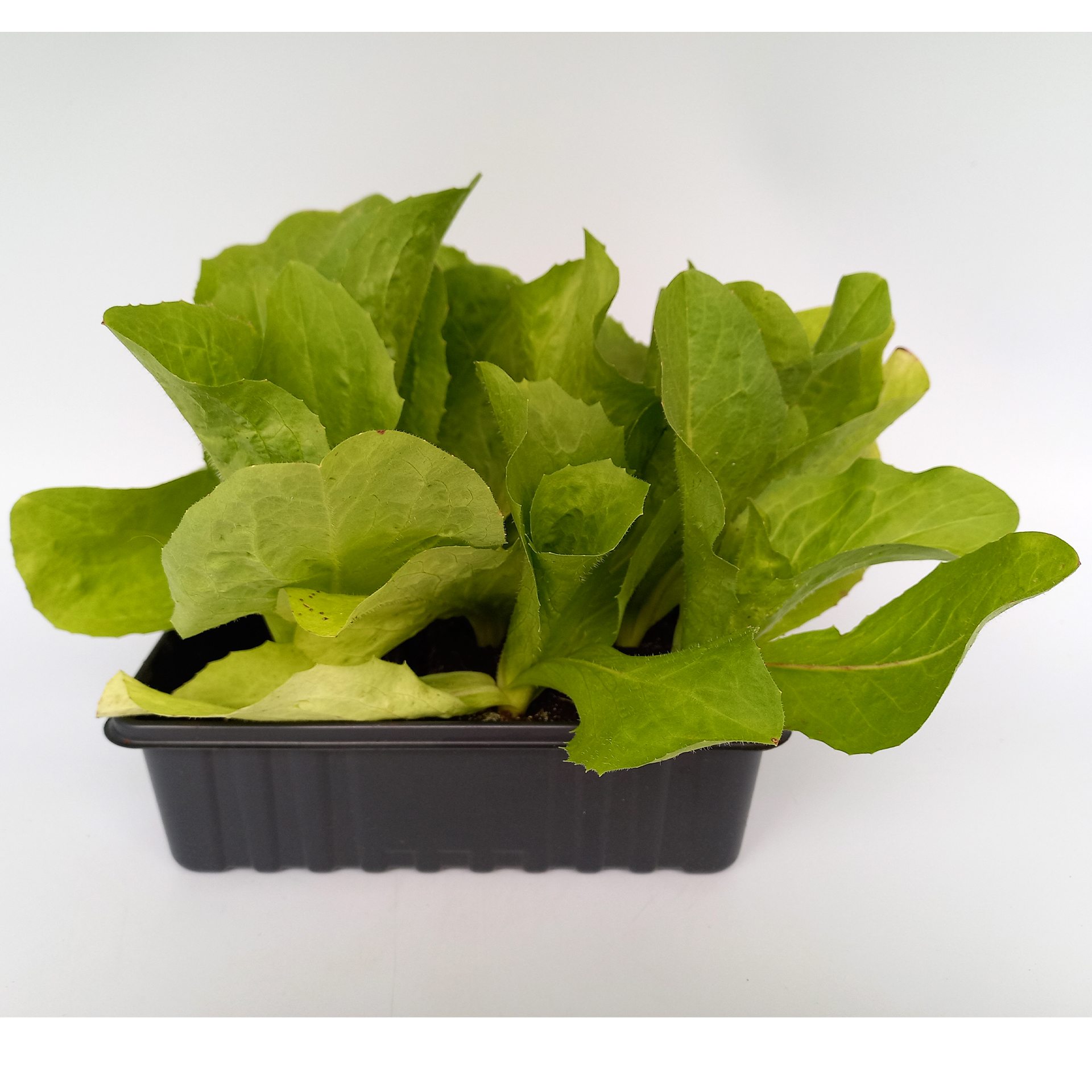 Radicchio Salatpflanzen