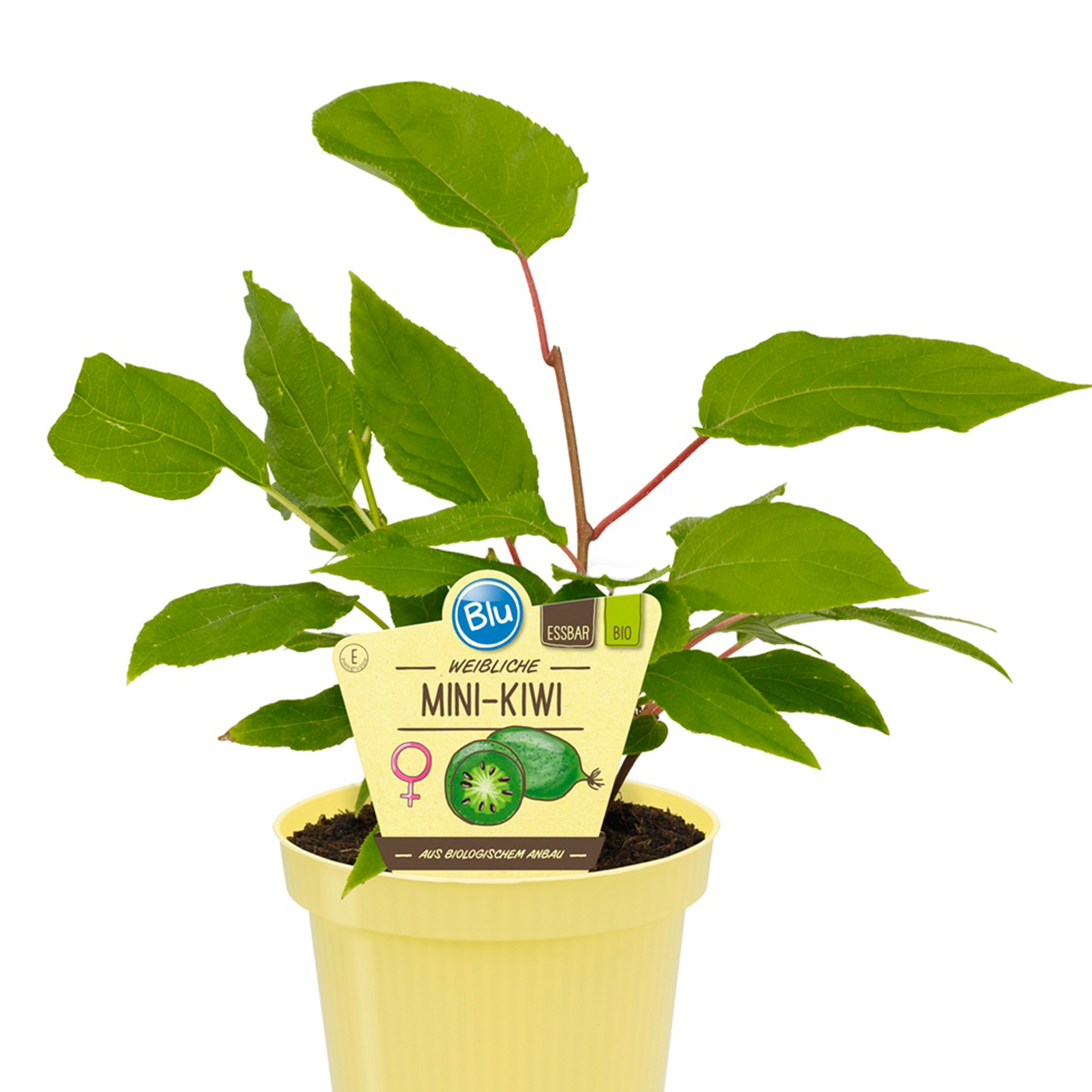 Mini-Kiwi weiblich Kletterpflanze Obstgehölz süße Früchte
