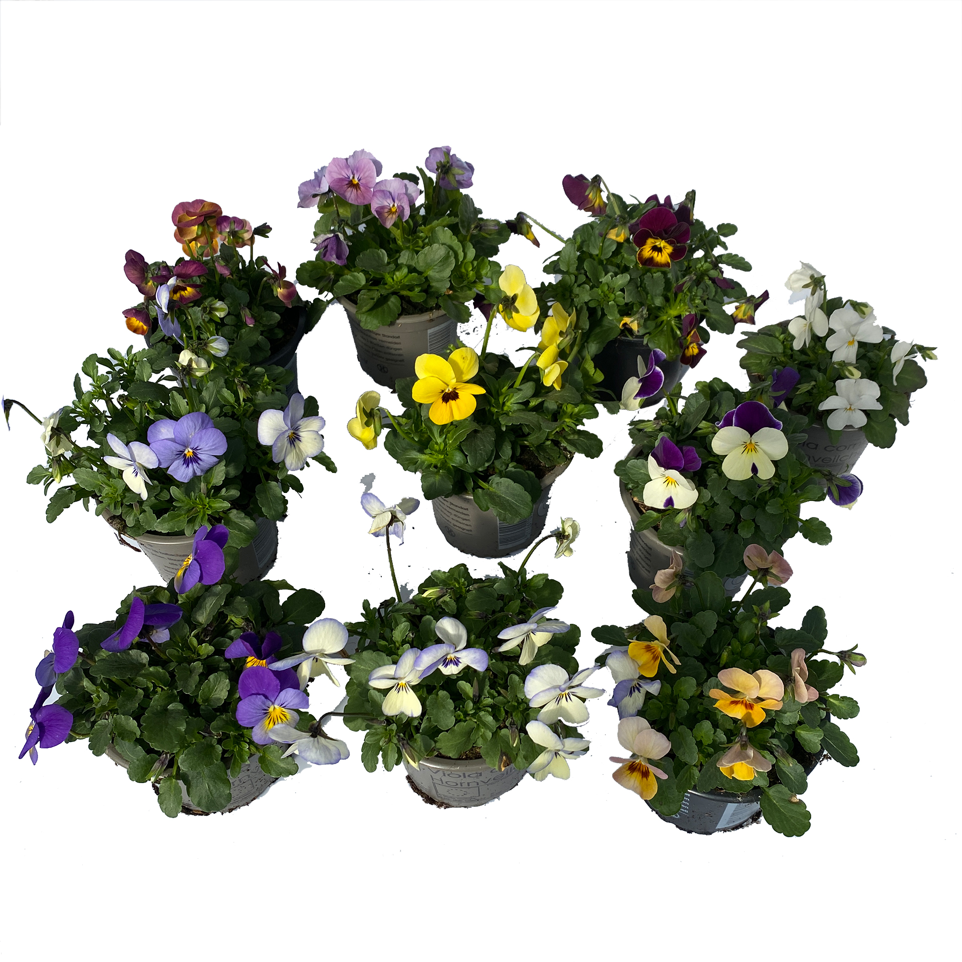 Hornveilchen - Viola cornuta