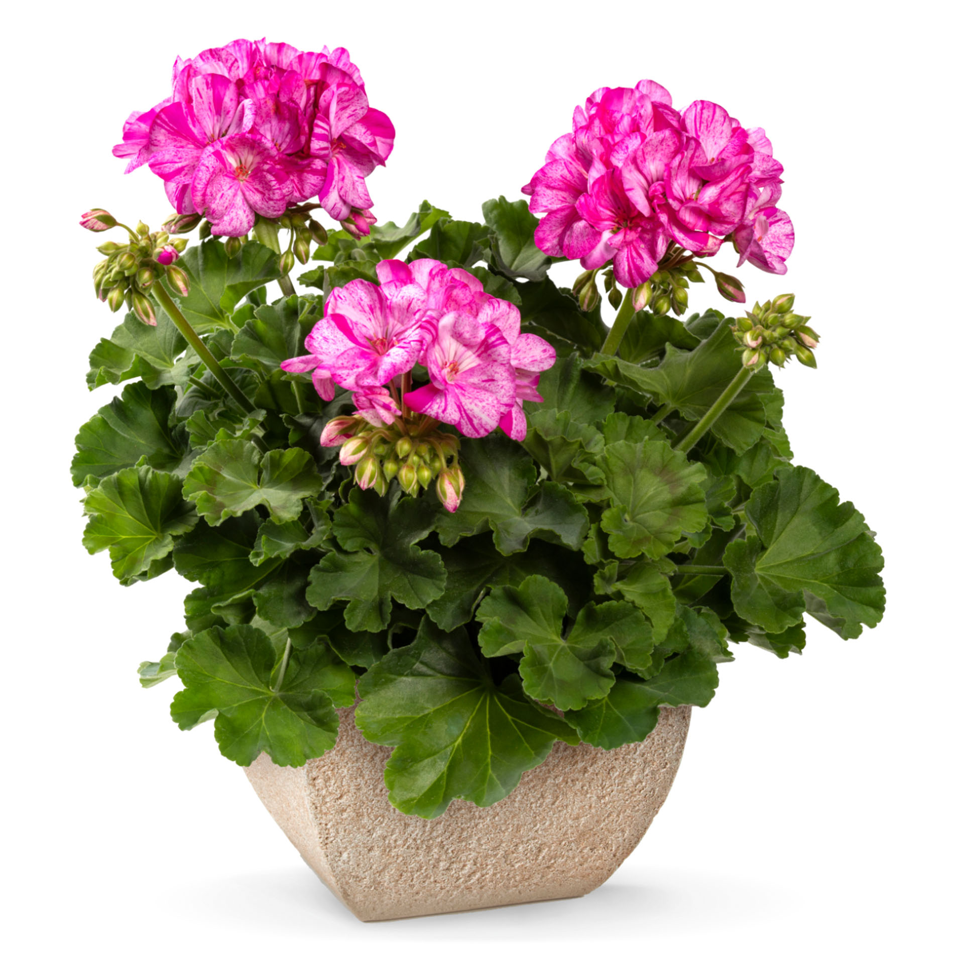 Blume, Geranie, Pflanze, Blumen-Arrangement