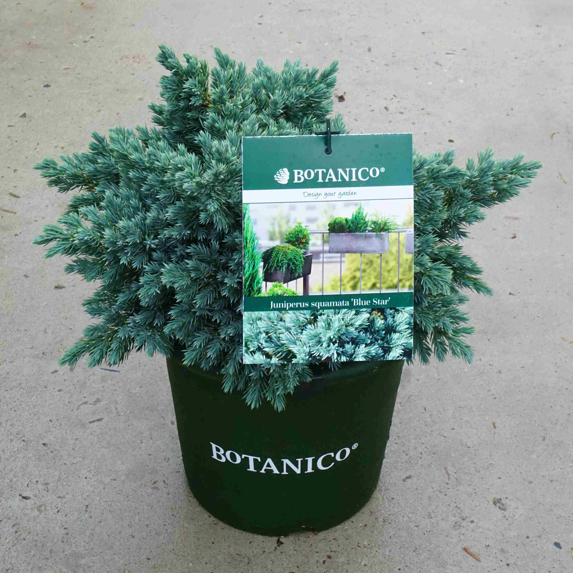 Blauer Zwergwacholder – Juniperus squamata 'Blue Star', C3,7 25-30cm