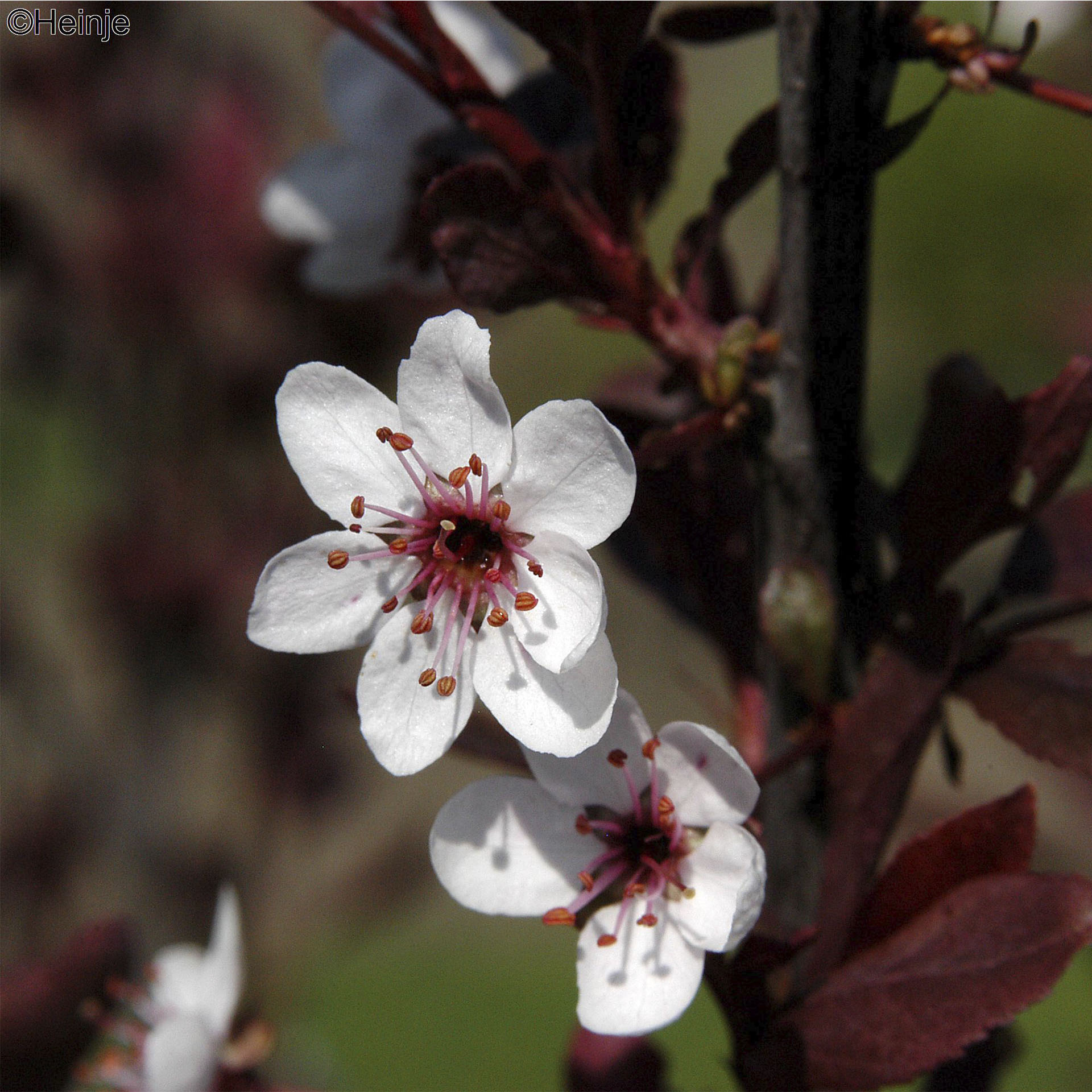 rosa-weiße Blüten des Zwerg-Blutpflaume