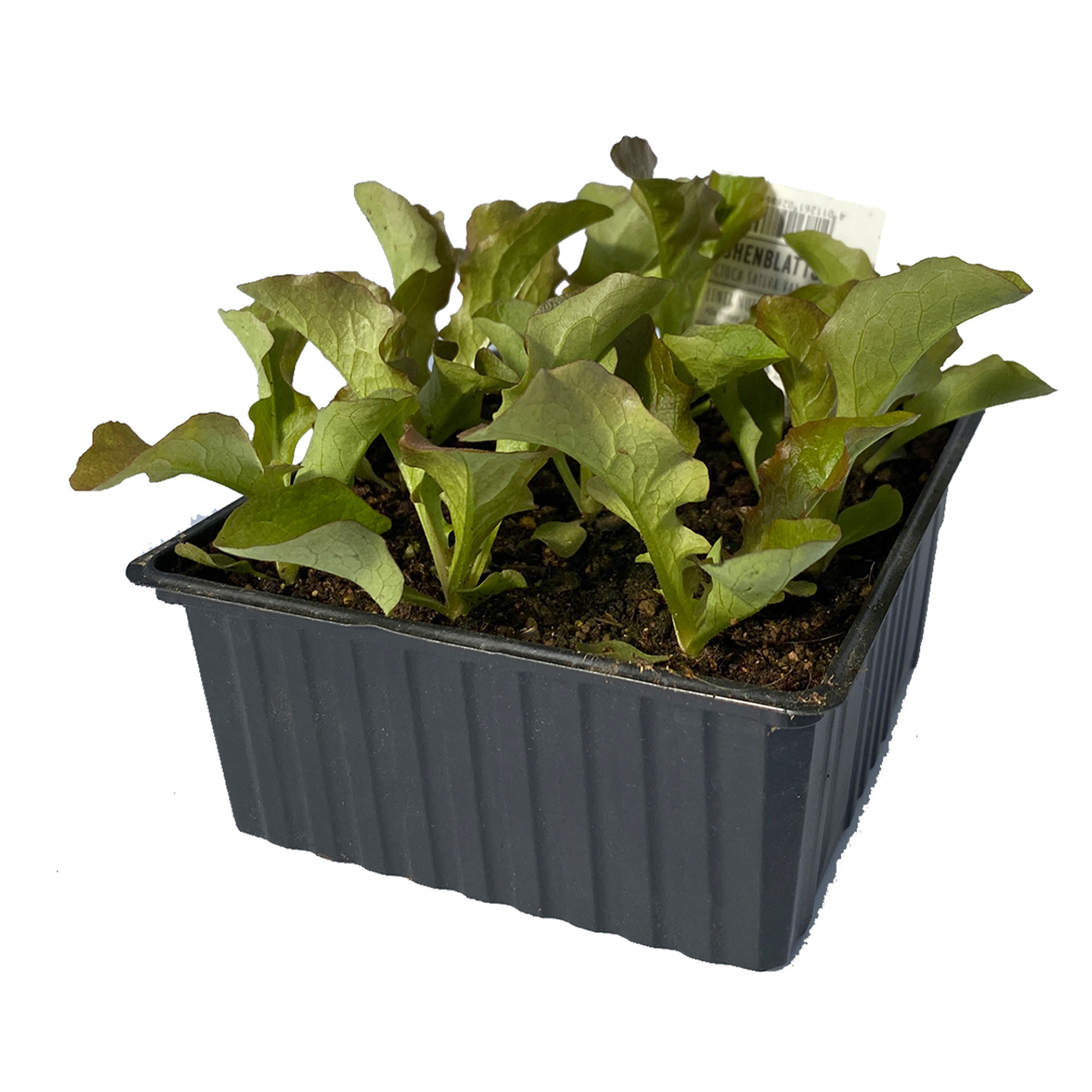 Pflanze, Pflanze im Topf, Pflanzgefäß, Töpferei, Vase