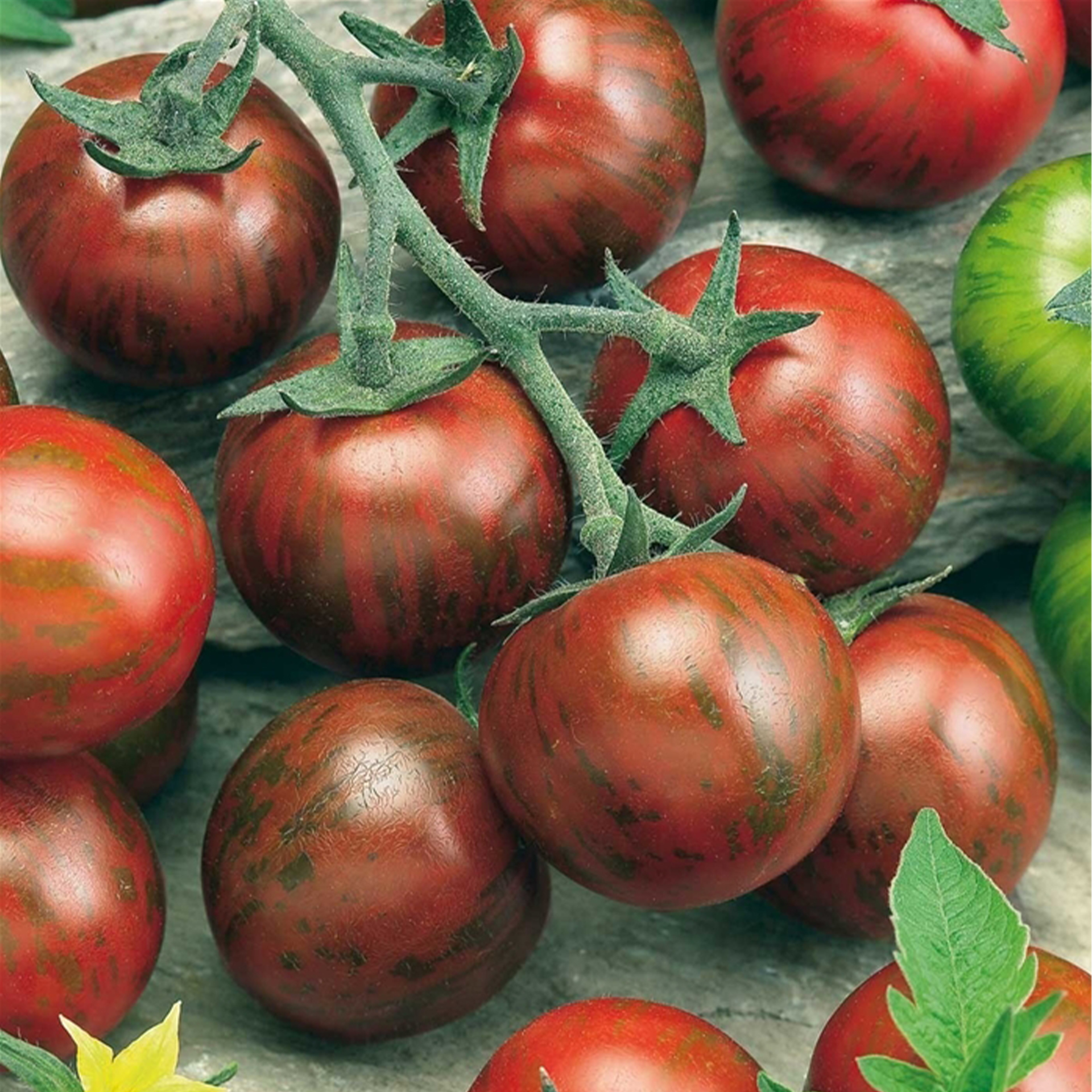 Cocktailtomate 'Manolo® Tiger' F1 (Zebrino), Tomatenpflanze 12cm Topf