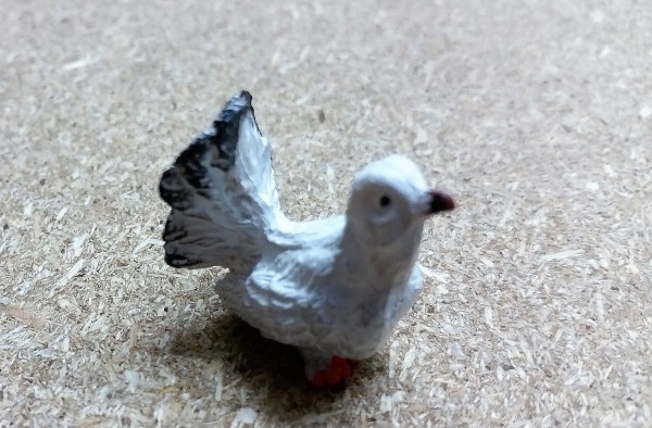 Taube weiß gerade schauend