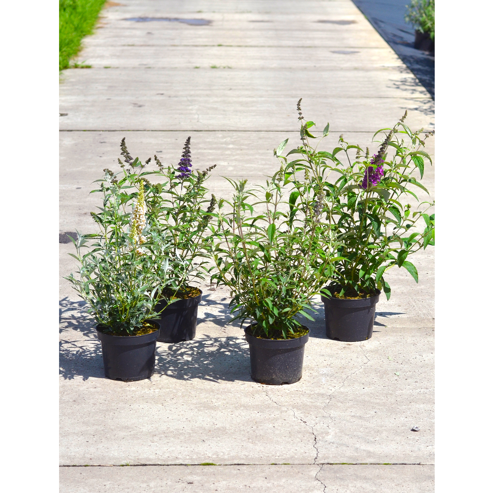 Sommerflieder - Buddleja davidii, C3 60-80cm