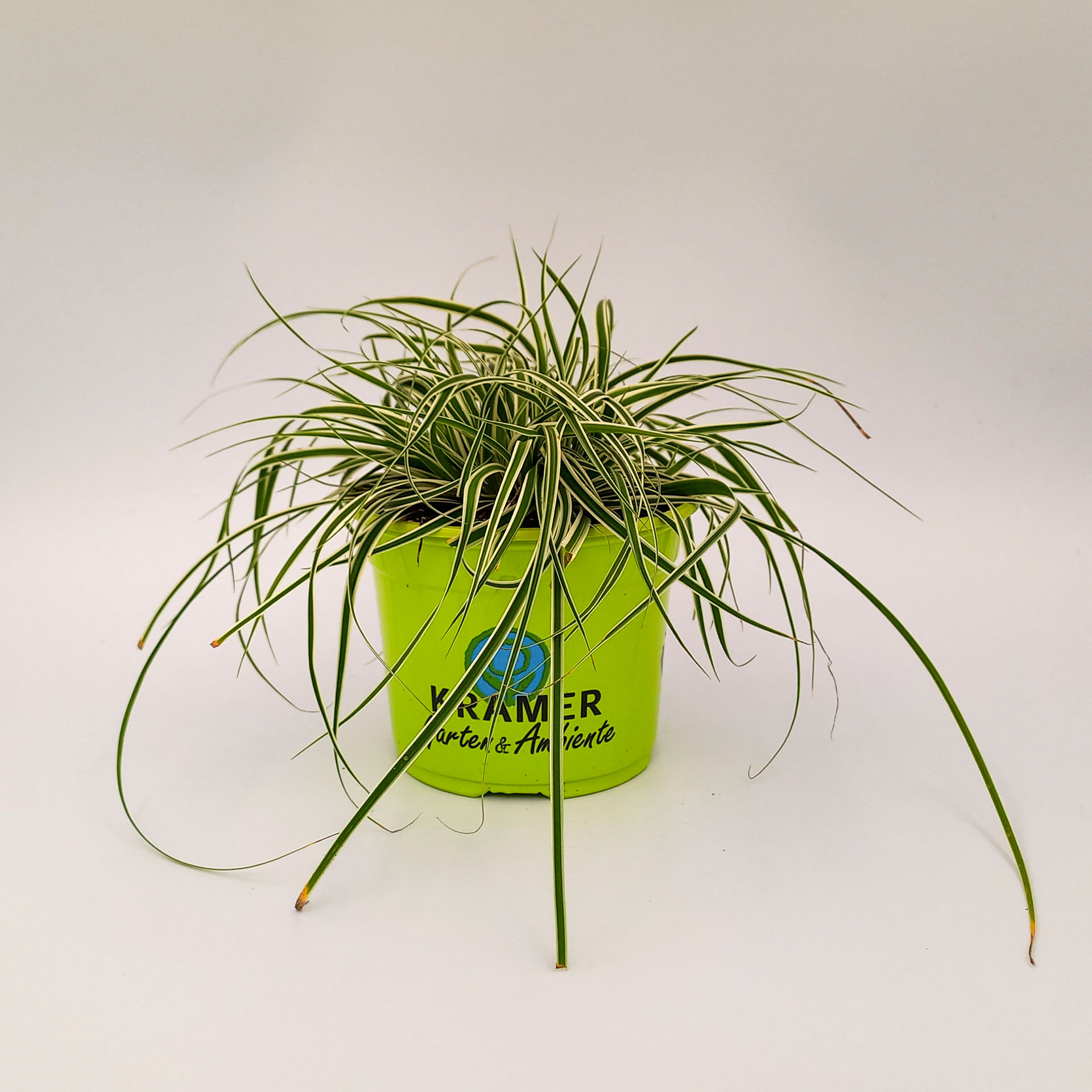 Grün-weiße Segge Everest Gras Herbstbepflanzung