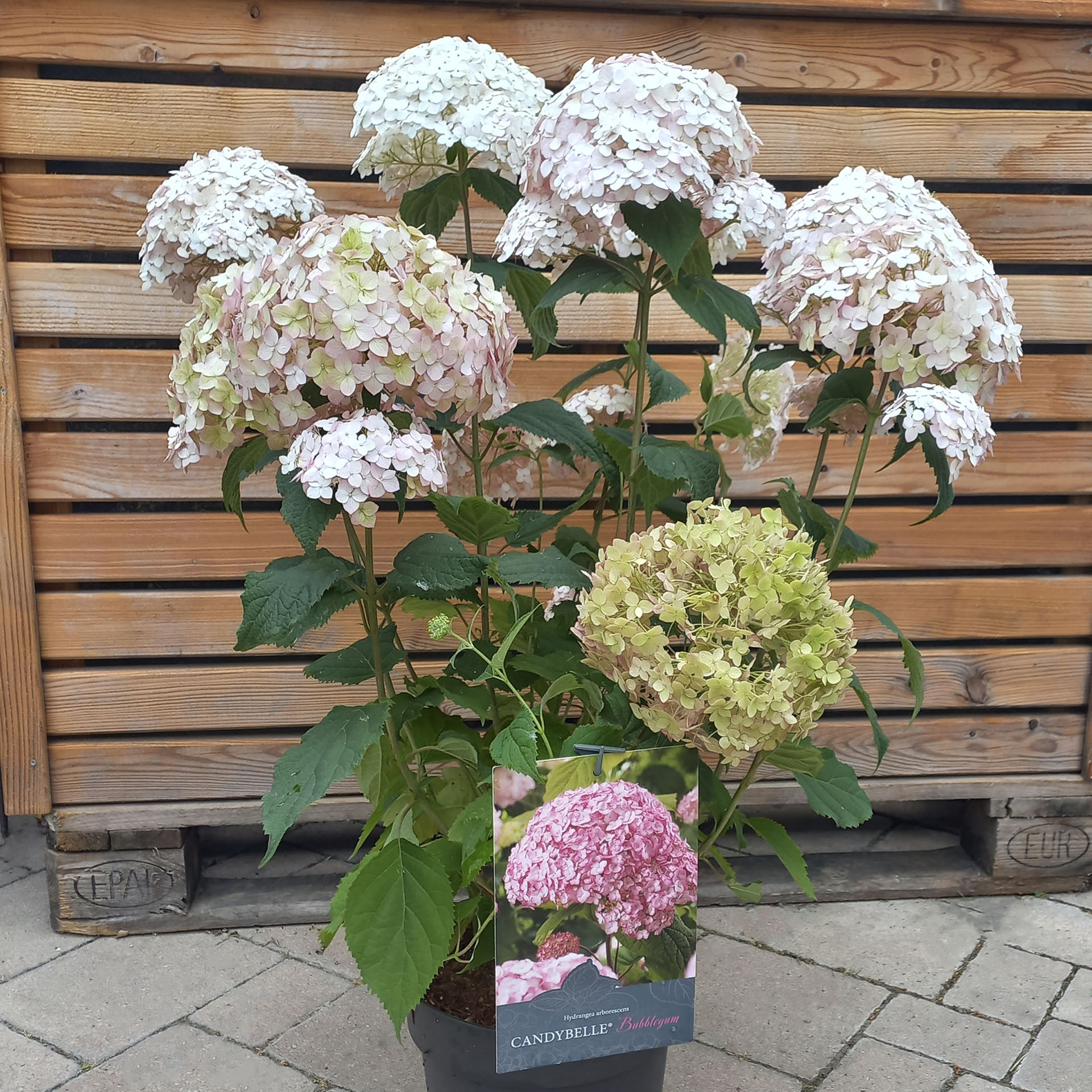 blühende Hortensie im Pflanztopf